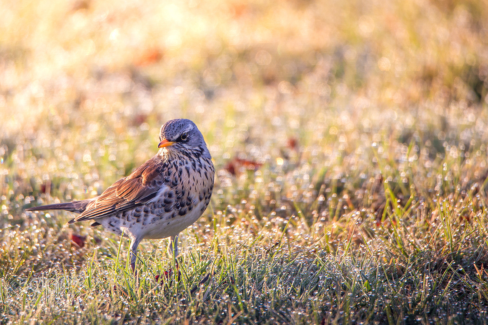 Tamron SP 150-600mm F5-6.3 Di VC USD sample photo. Color bird in the morning photography