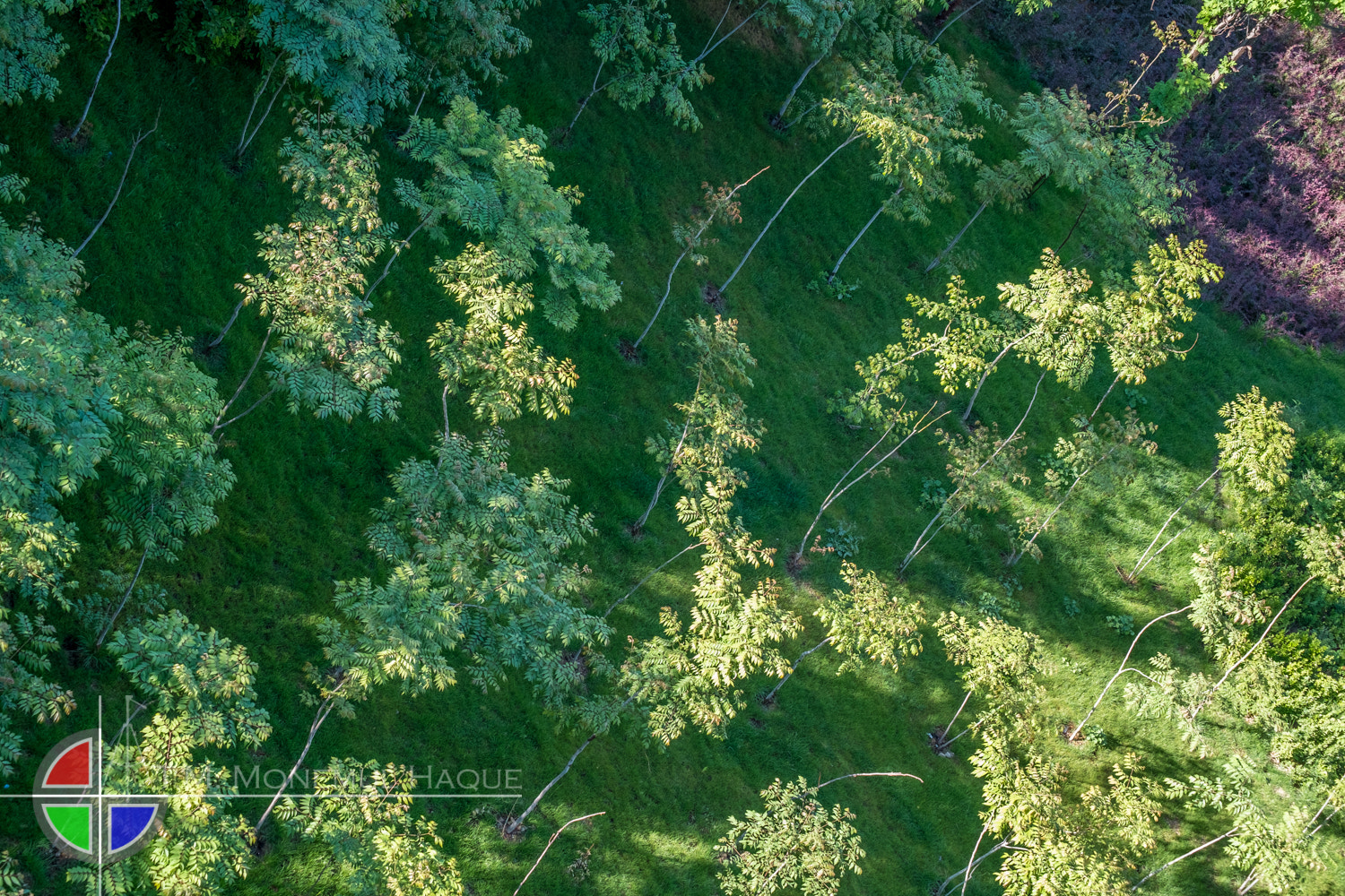 Fujifilm X-E1 sample photo. Trees photography