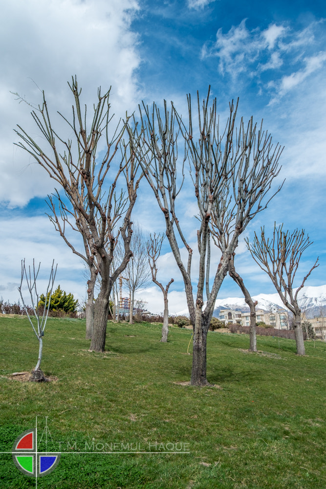 Fujifilm X-E1 + Fujifilm XF 18-55mm F2.8-4 R LM OIS sample photo. Trees photography