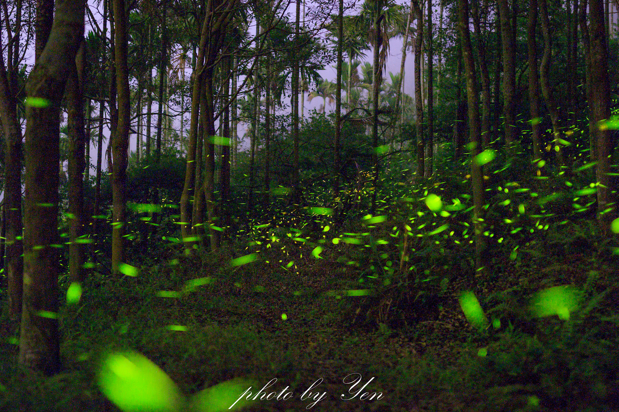 Sigma 50mm F1.4 EX DG HSM sample photo. 夜精靈 photography