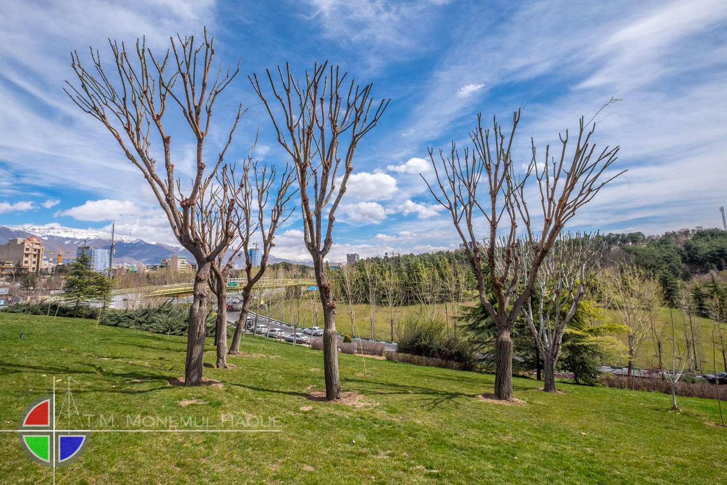 Fujifilm X-T1 sample photo. Trees photography