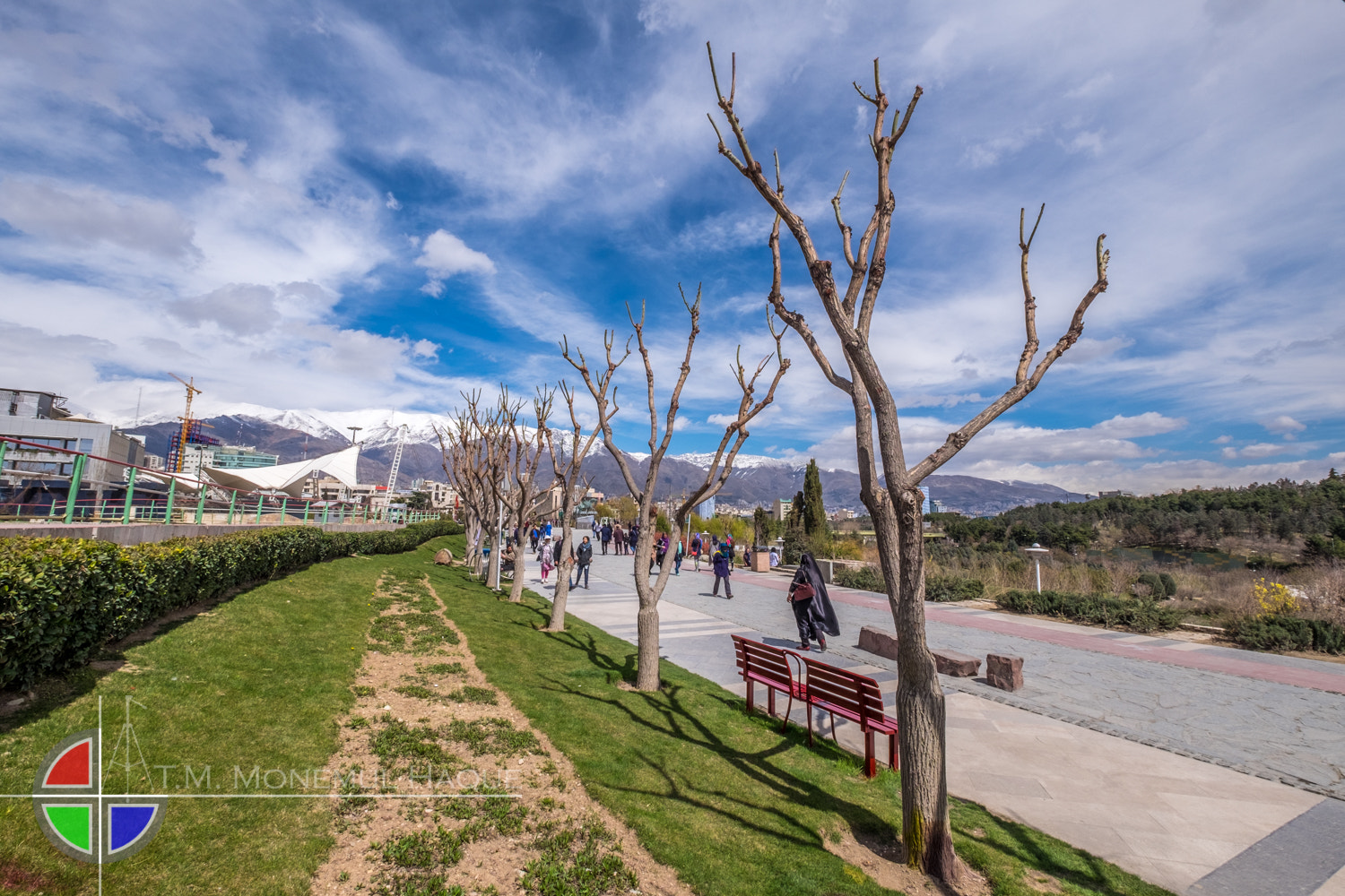 Fujifilm XF 10-24mm F4 R OIS sample photo. Trees photography