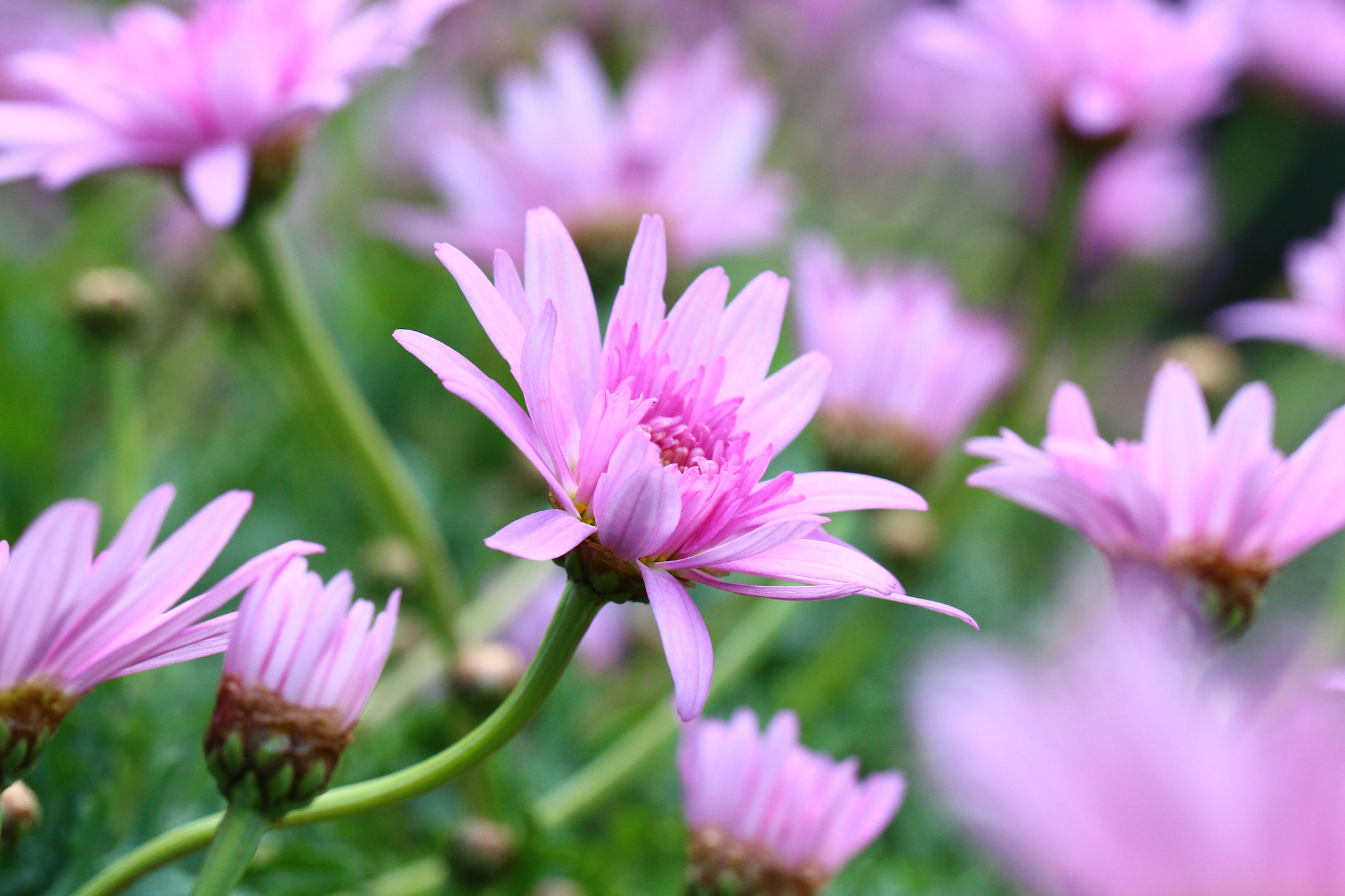 Canon EOS 700D (EOS Rebel T5i / EOS Kiss X7i) sample photo. The joyful 3 photography