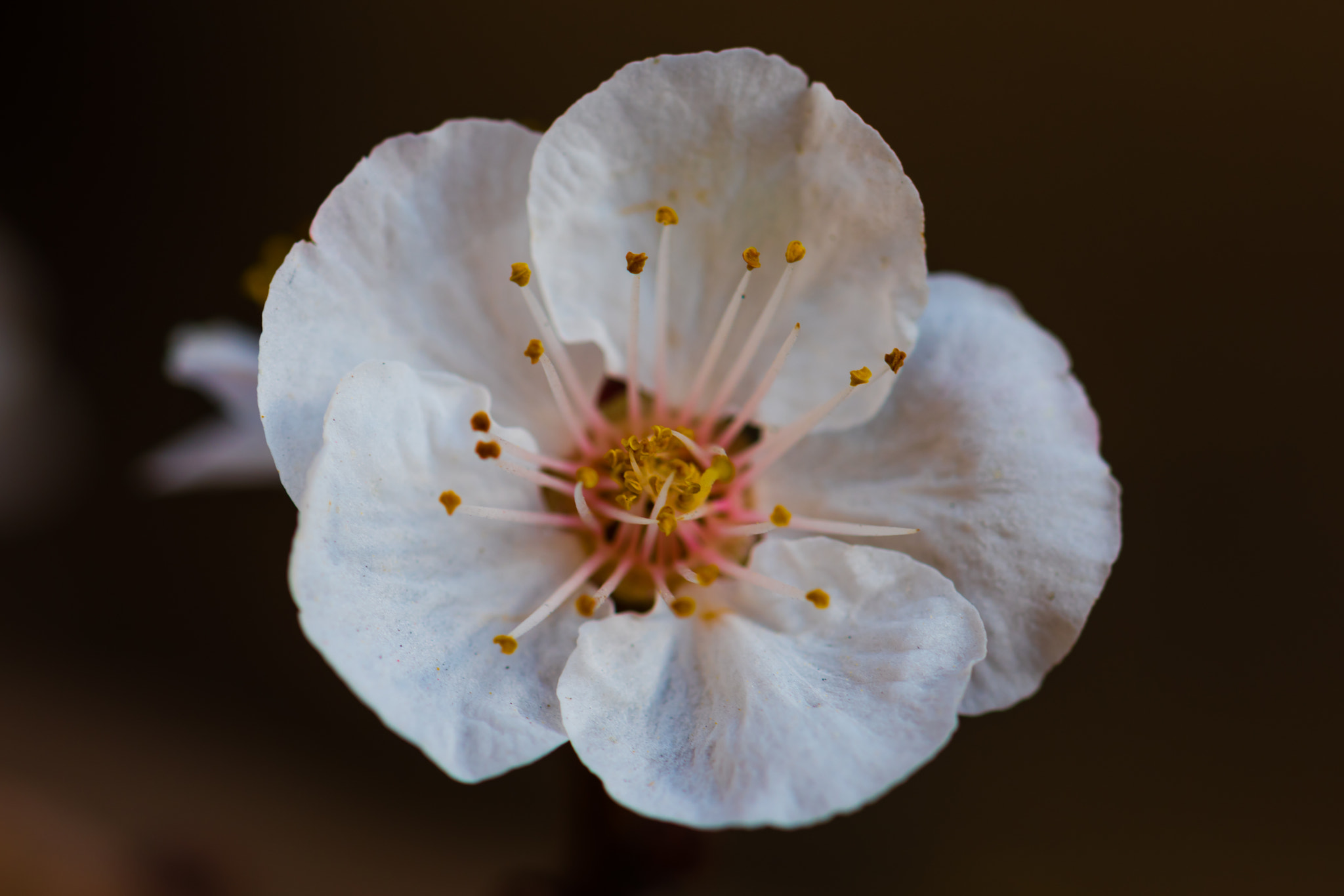 Nikon D810 sample photo. Flower.. photography