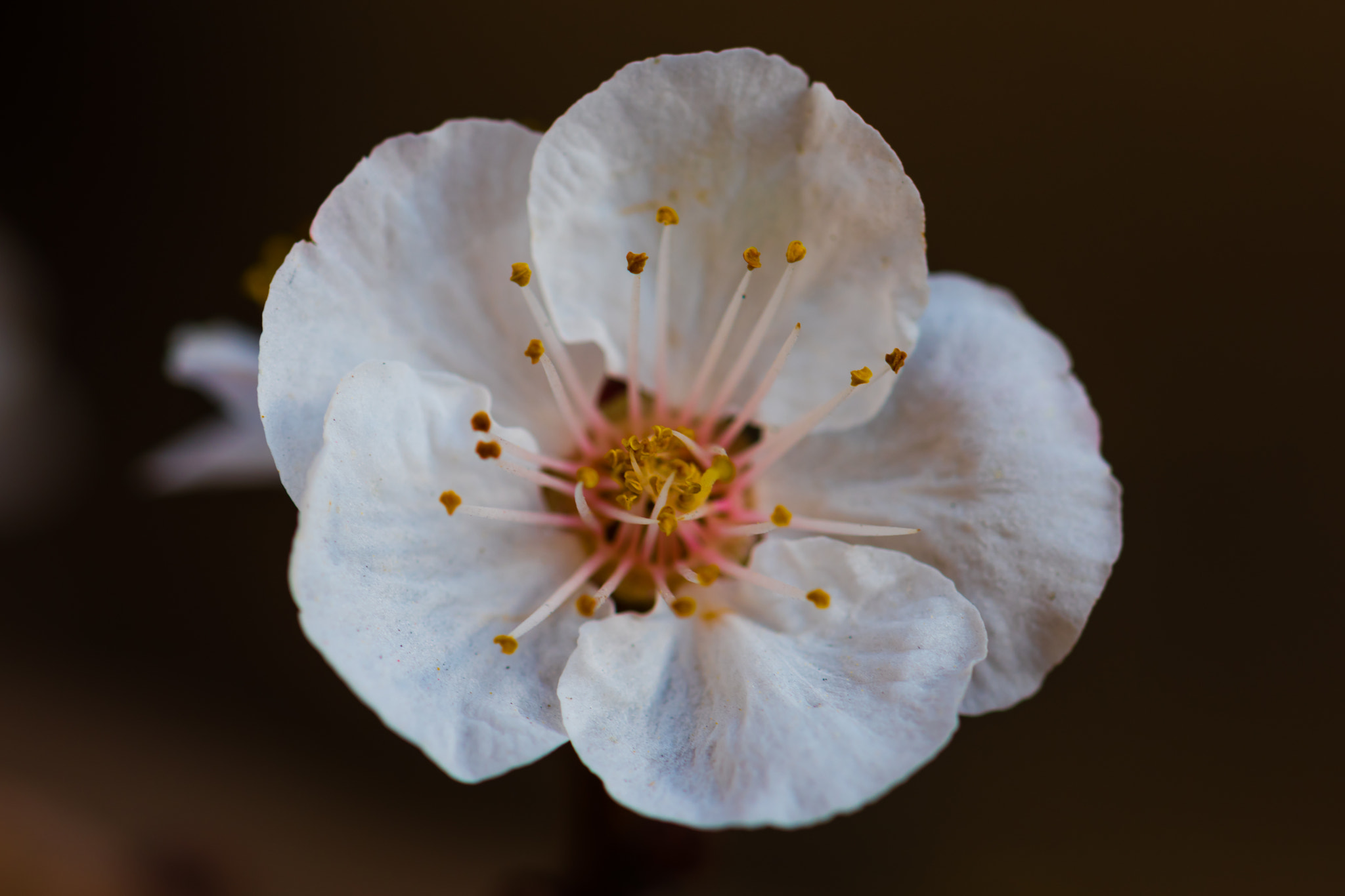 Nikon AF-S Micro-Nikkor 105mm F2.8G IF-ED VR sample photo. Flower.. photography