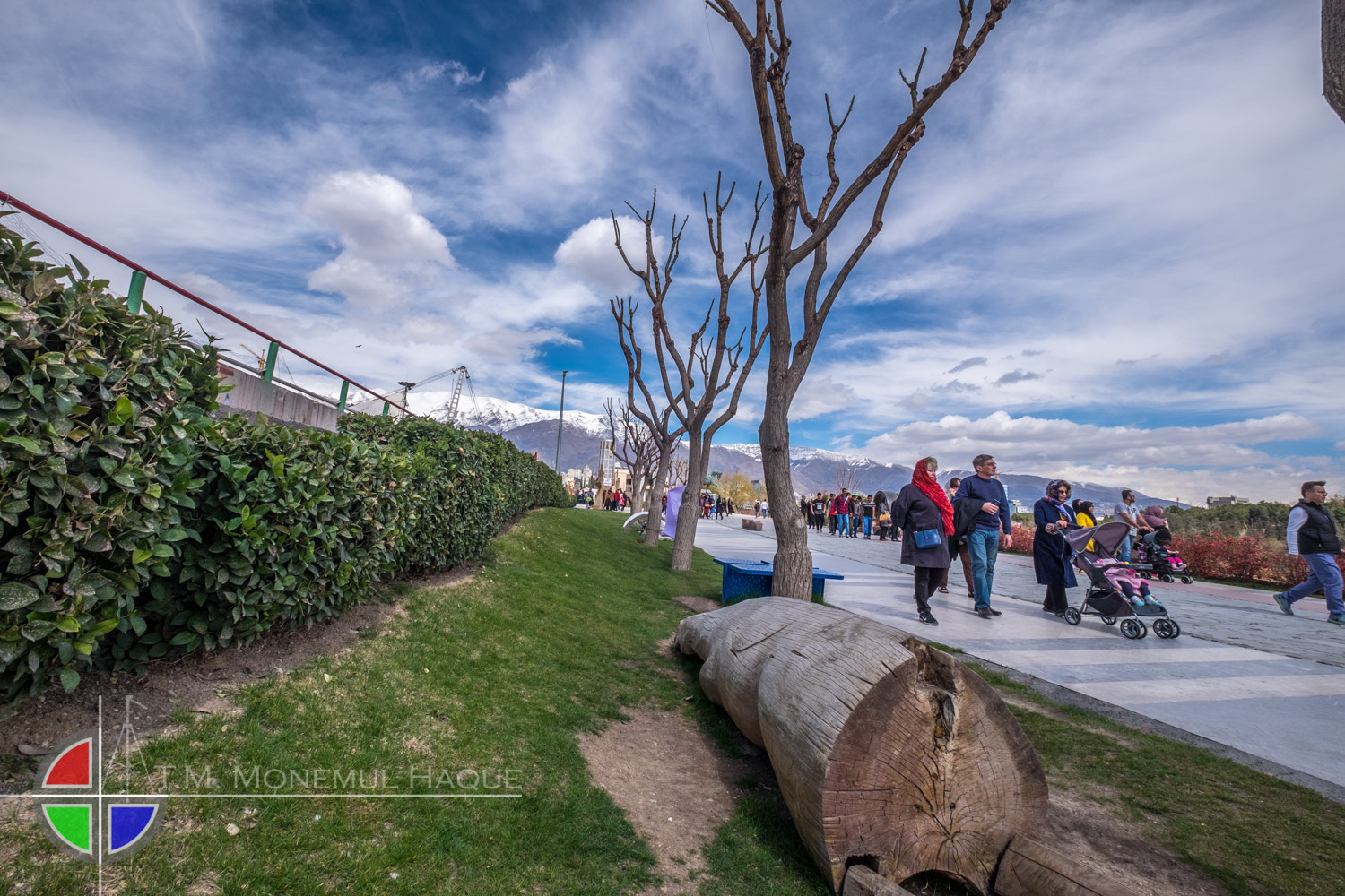 Fujifilm XF 10-24mm F4 R OIS sample photo. Trees photography