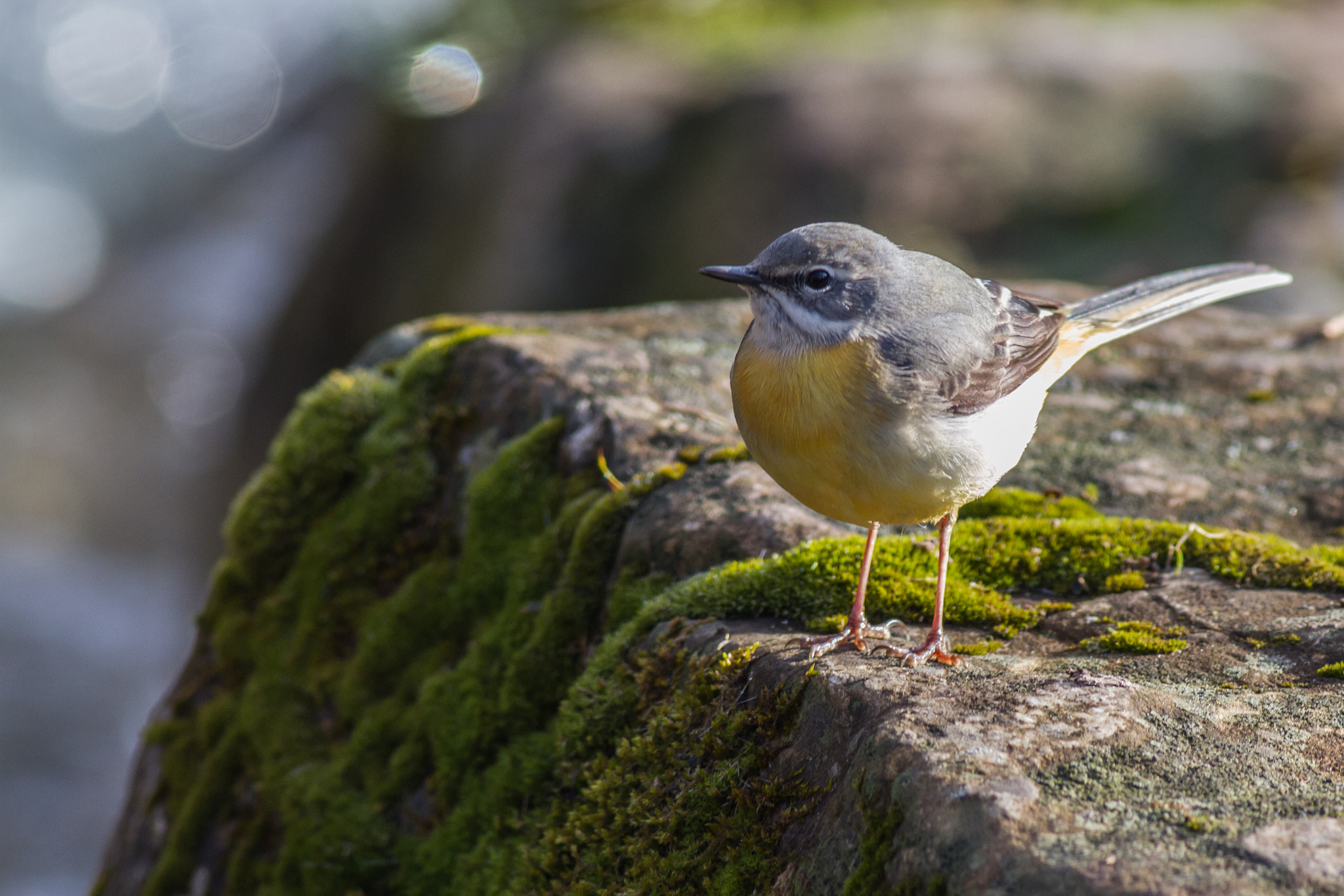 Canon EOS 7D + Canon EF 400mm F5.6L USM sample photo. Grey wagtail photography