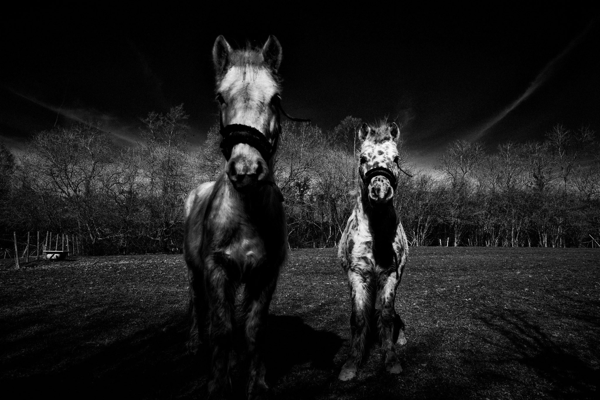 Sony a7R sample photo. Two horses photography