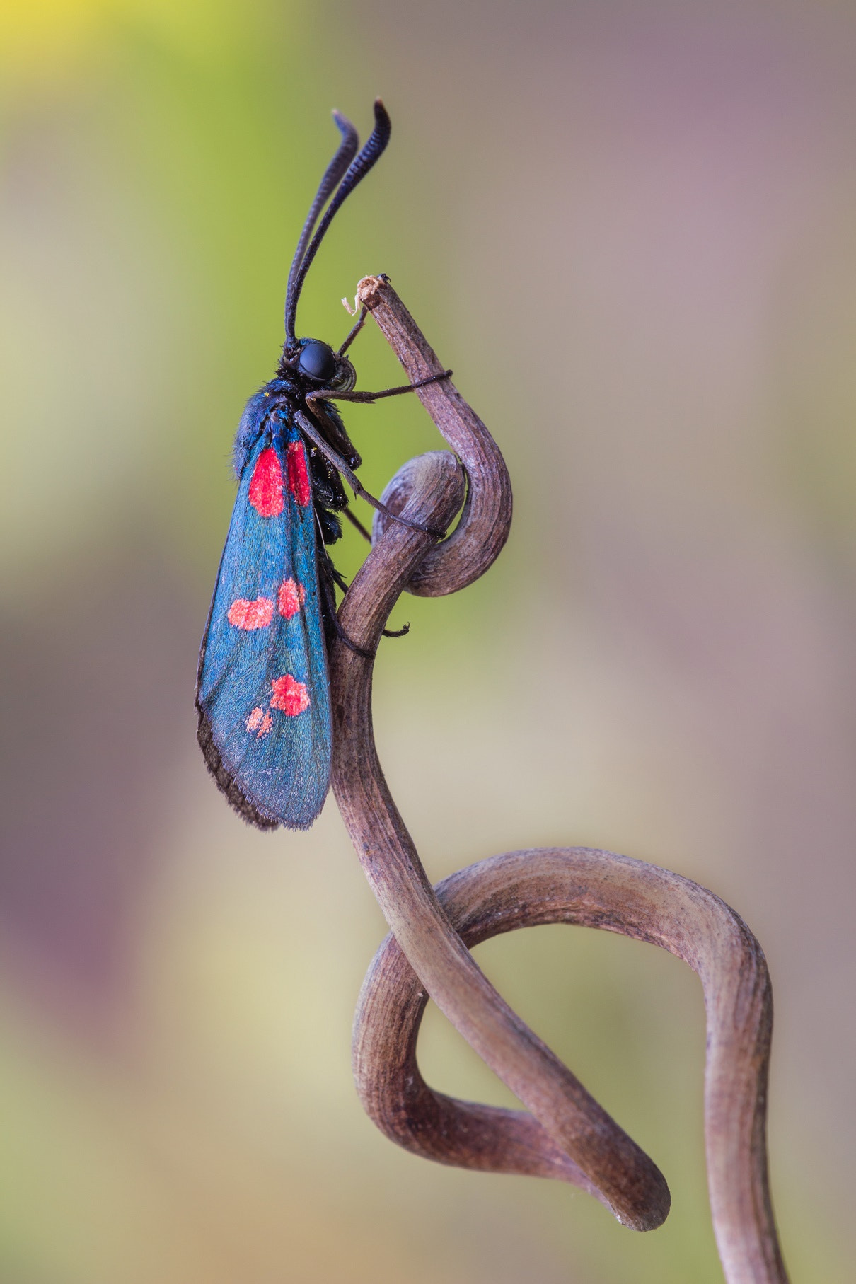 Tamron SP AF 180mm F3.5 Di LD (IF) Macro sample photo. Contorsioni photography