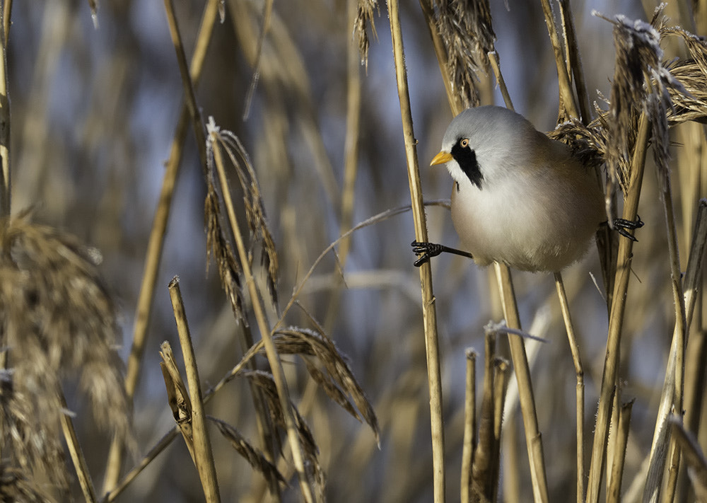 M.300mm F4.0 + MC-14 sample photo. Bearded reedling 3 photography