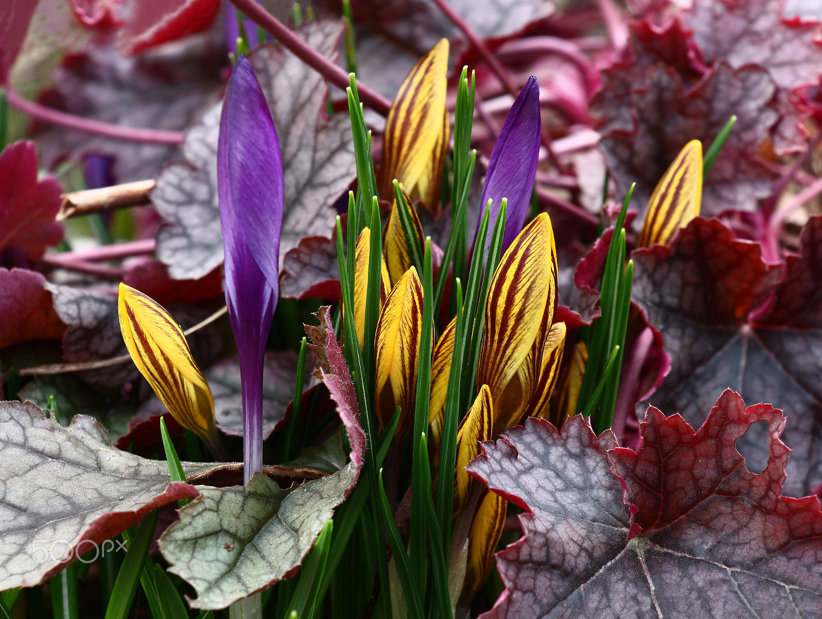 Canon EOS 450D (EOS Rebel XSi / EOS Kiss X2) sample photo. Paints of early spring. photography