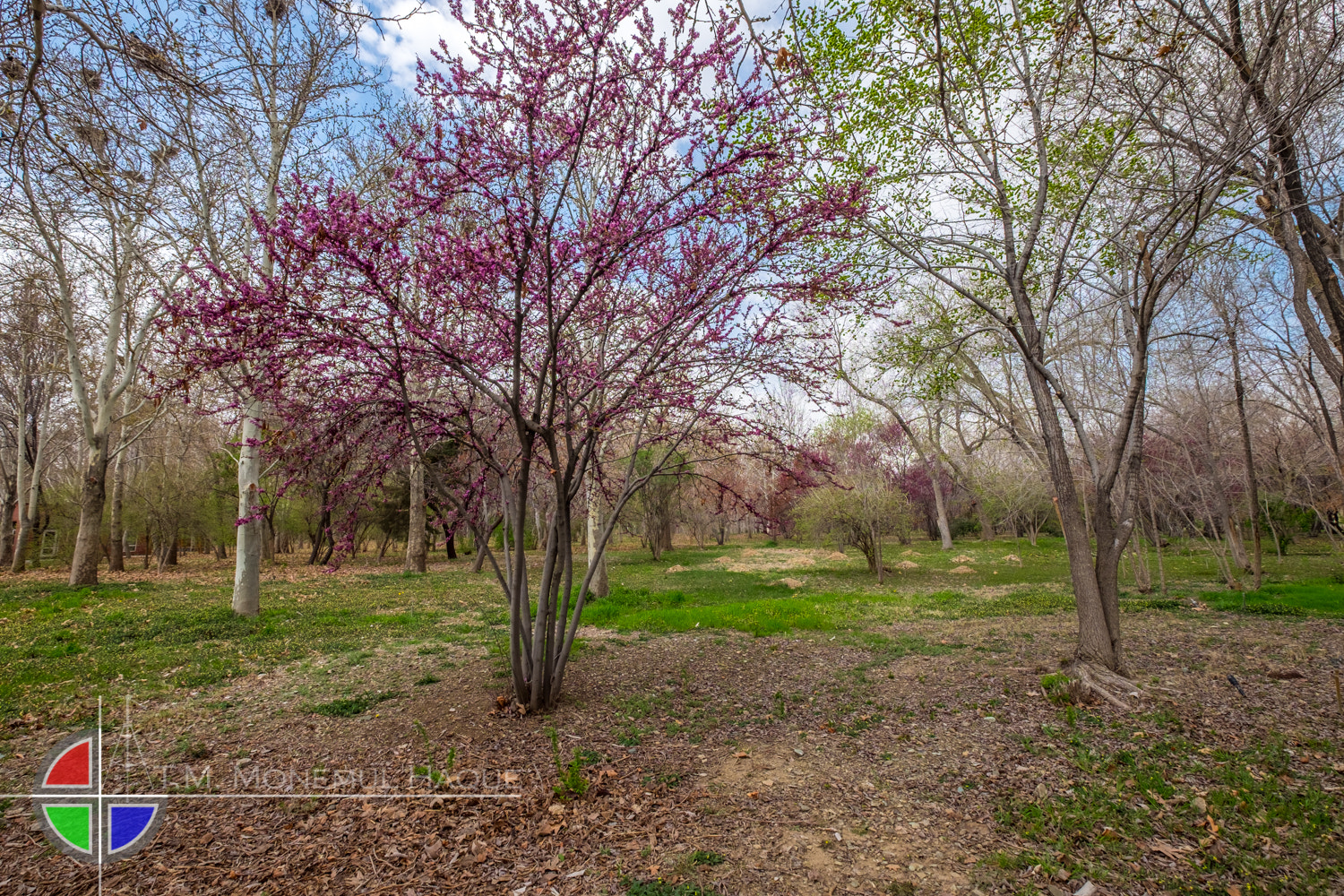 Fujifilm XF 10-24mm F4 R OIS sample photo. Botanical garden photography