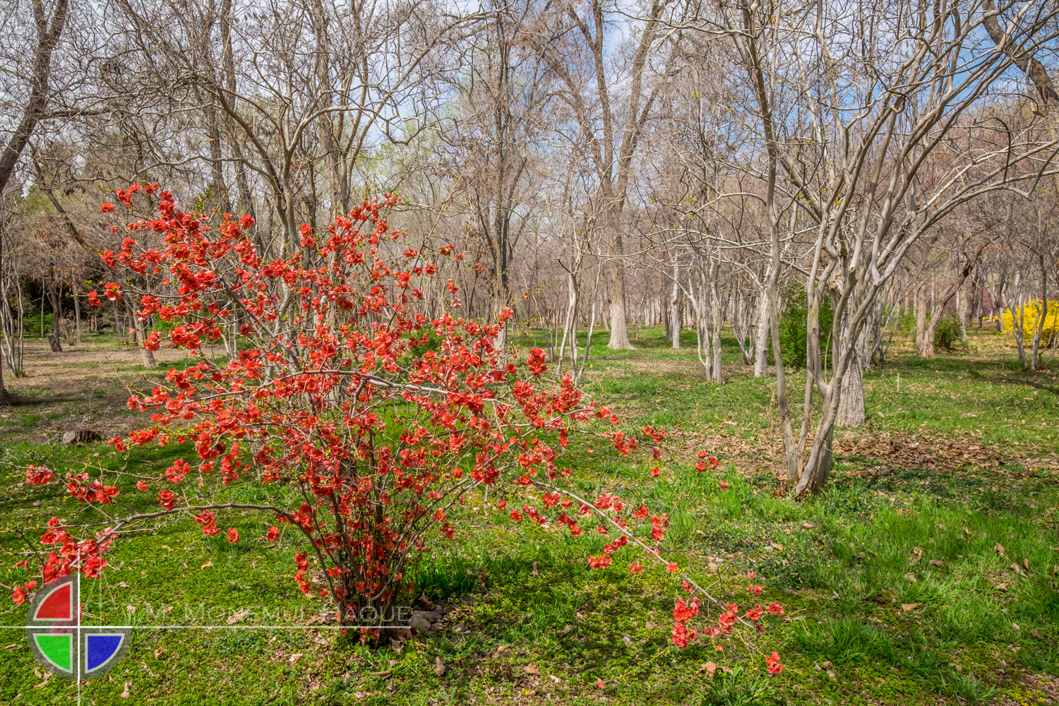 Fujifilm XF 10-24mm F4 R OIS sample photo. Botanical garden photography
