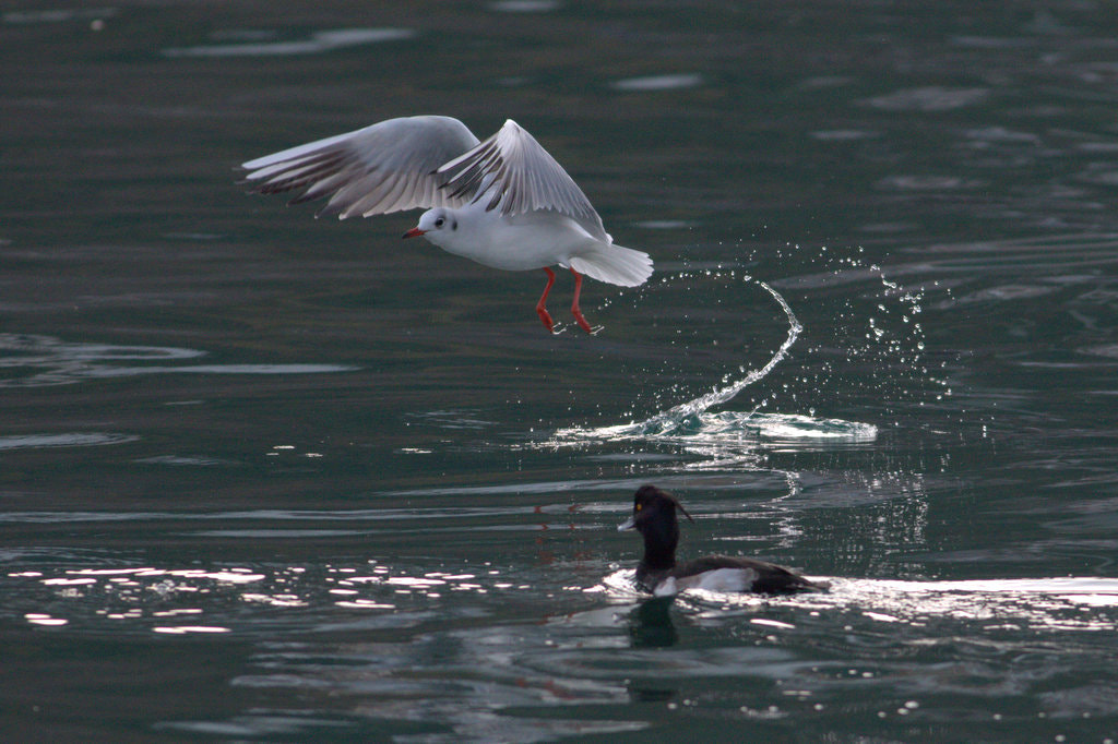 Canon EF 400mm F5.6L USM sample photo. Yeah photography