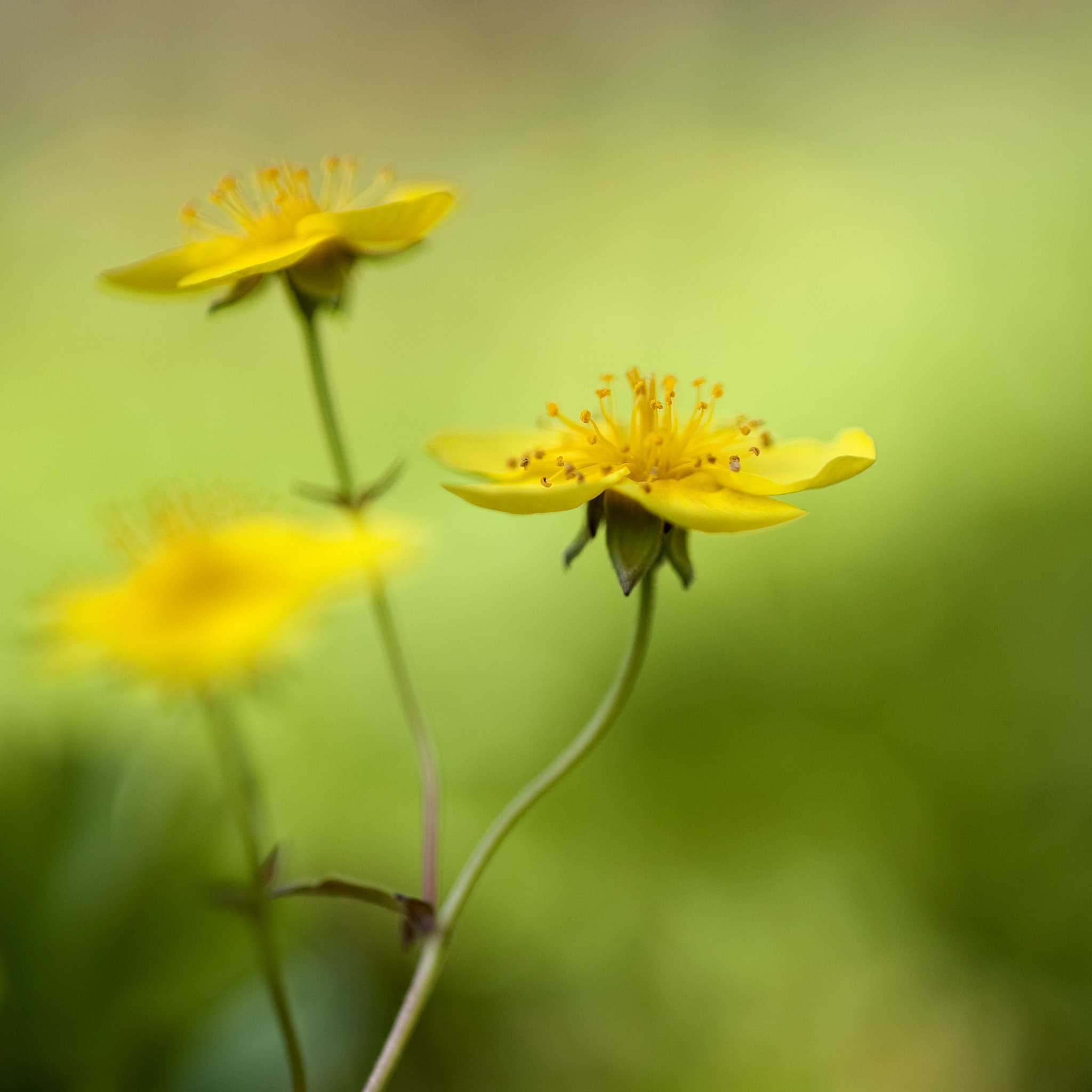 Nikon AF-S Micro-Nikkor 105mm F2.8G IF-ED VR sample photo. Springcolors photography