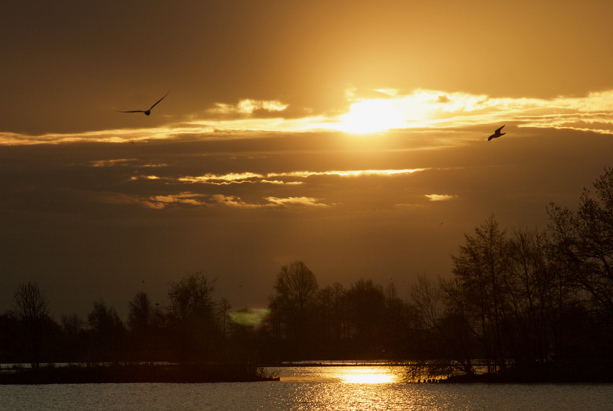 Canon EOS 400D (EOS Digital Rebel XTi / EOS Kiss Digital X) sample photo. Sunrise @ reewijkse plassen photography