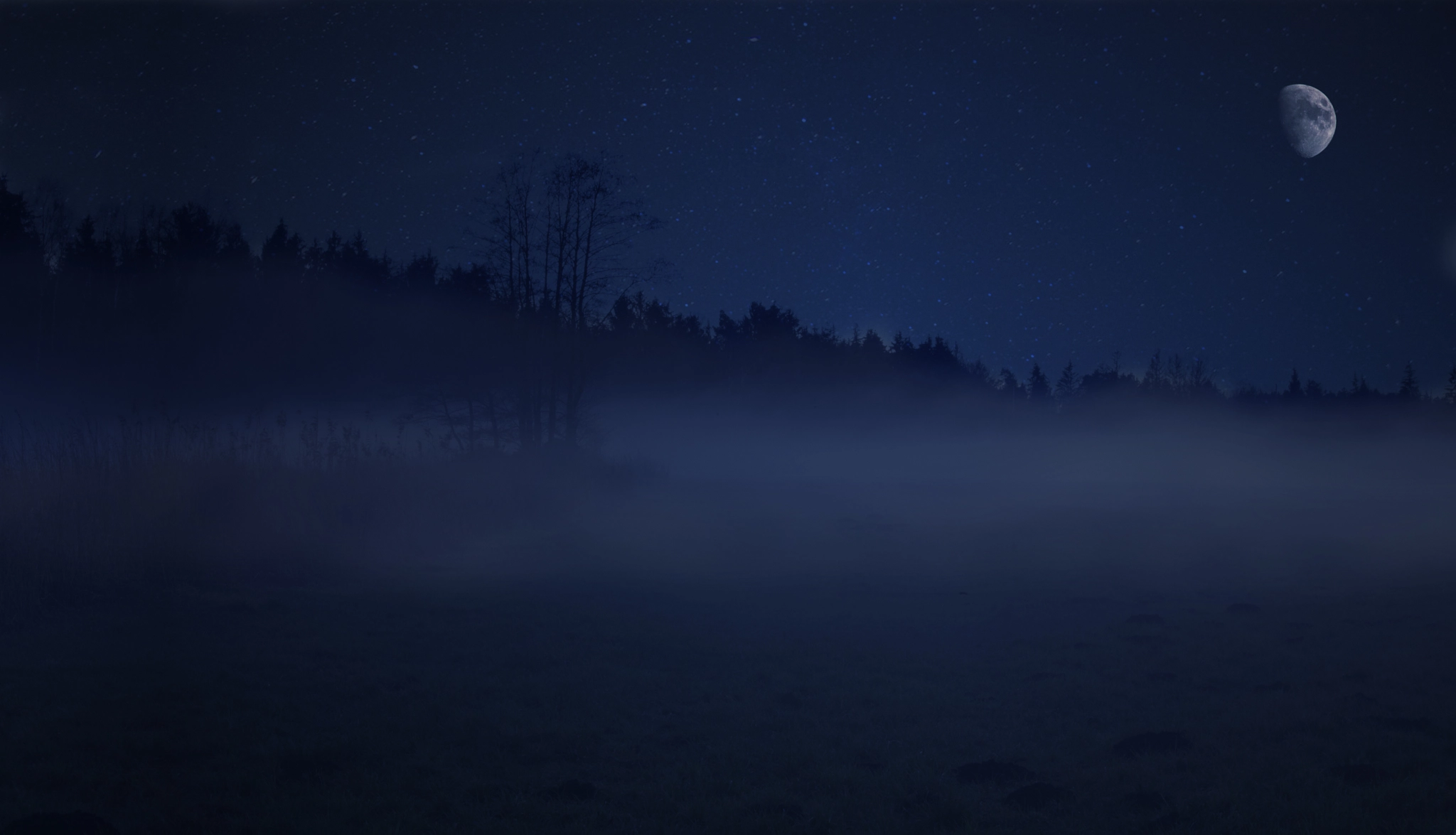 Canon EF 70-200mm F4L IS USM sample photo. Darkness - black night in the forrest photography
