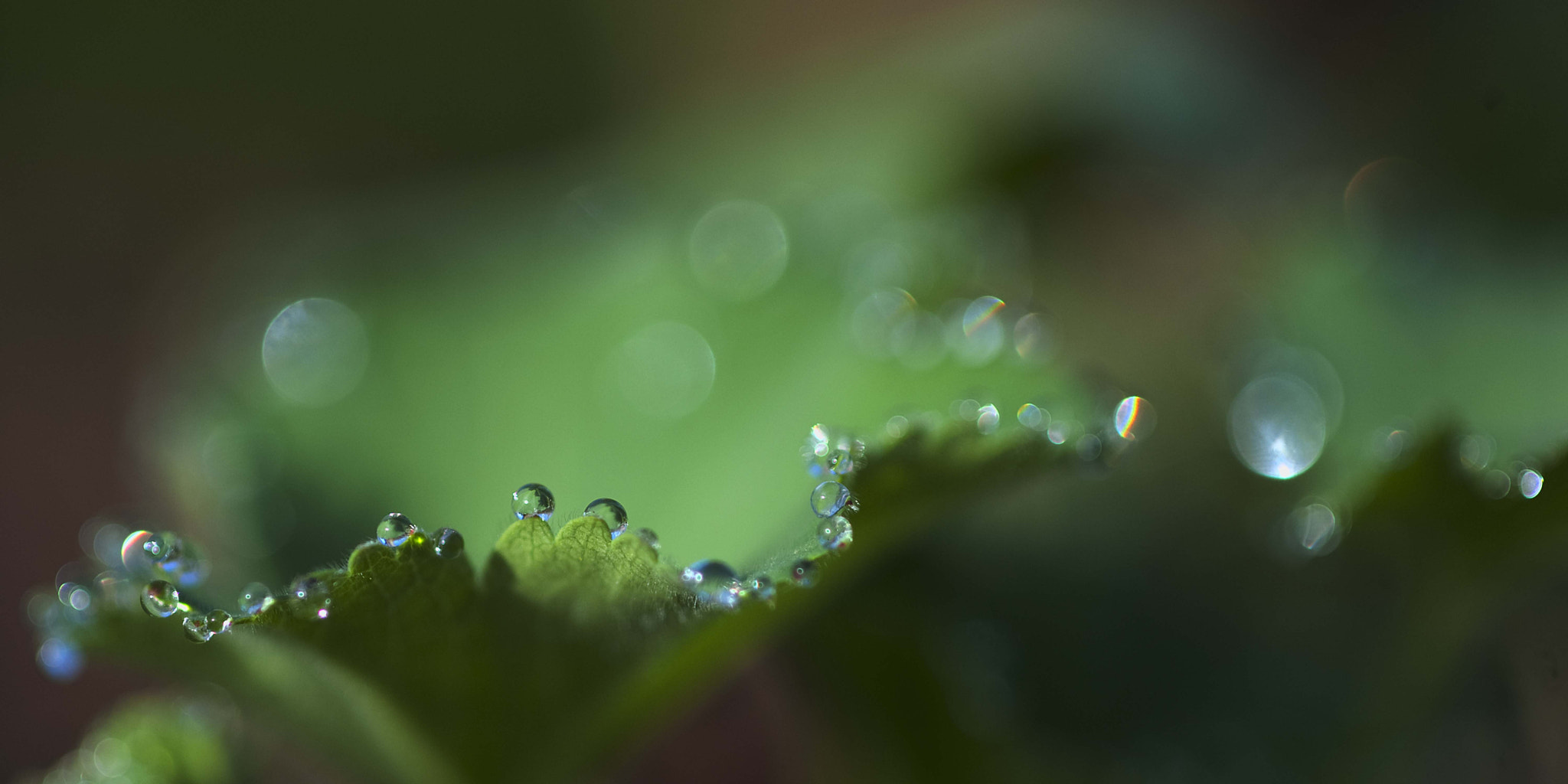 Nikon AF-S Micro-Nikkor 105mm F2.8G IF-ED VR sample photo. Drops photography