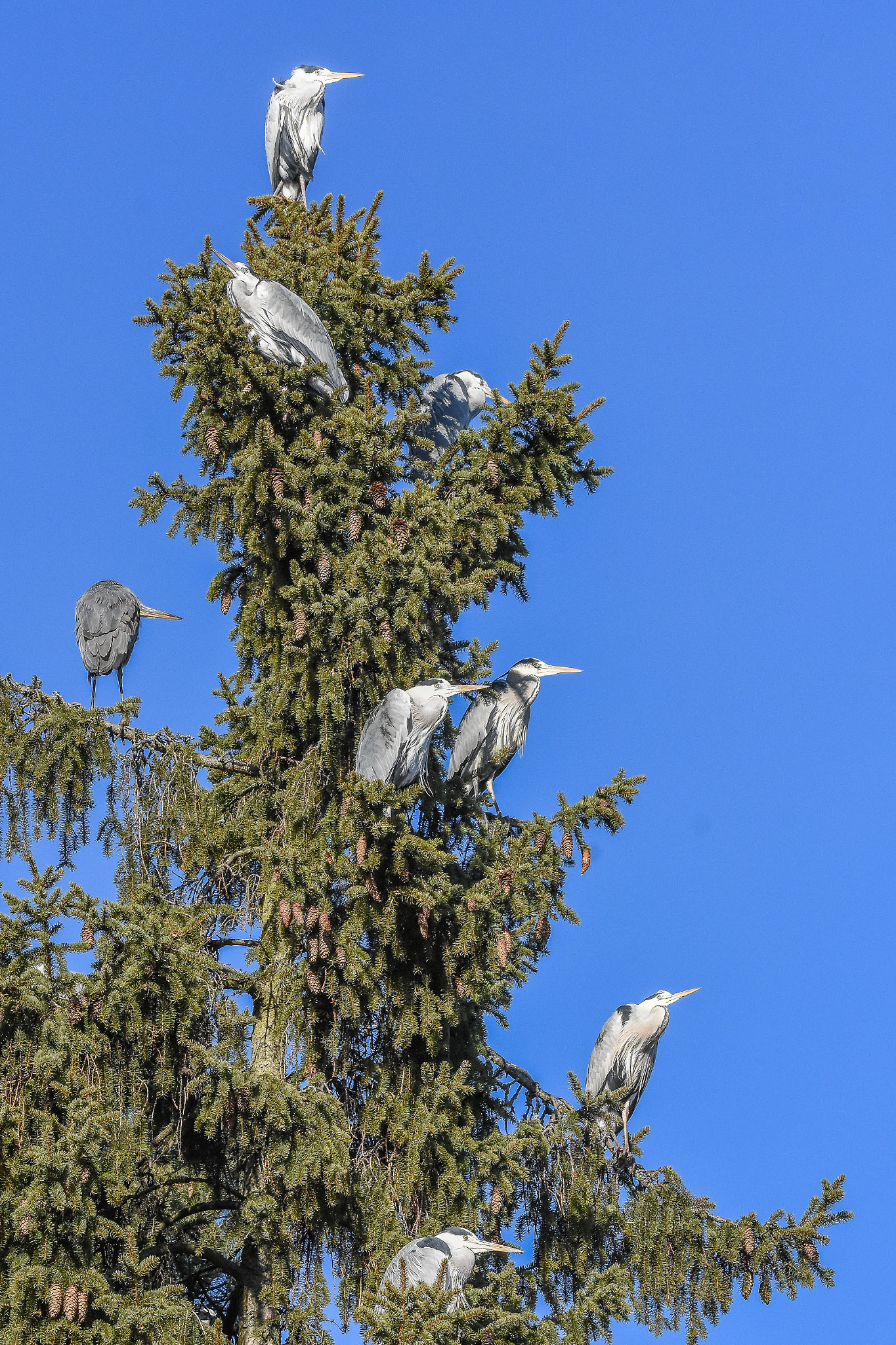 Sigma 150-600mm F5-6.3 DG OS HSM | S sample photo. Colony photography