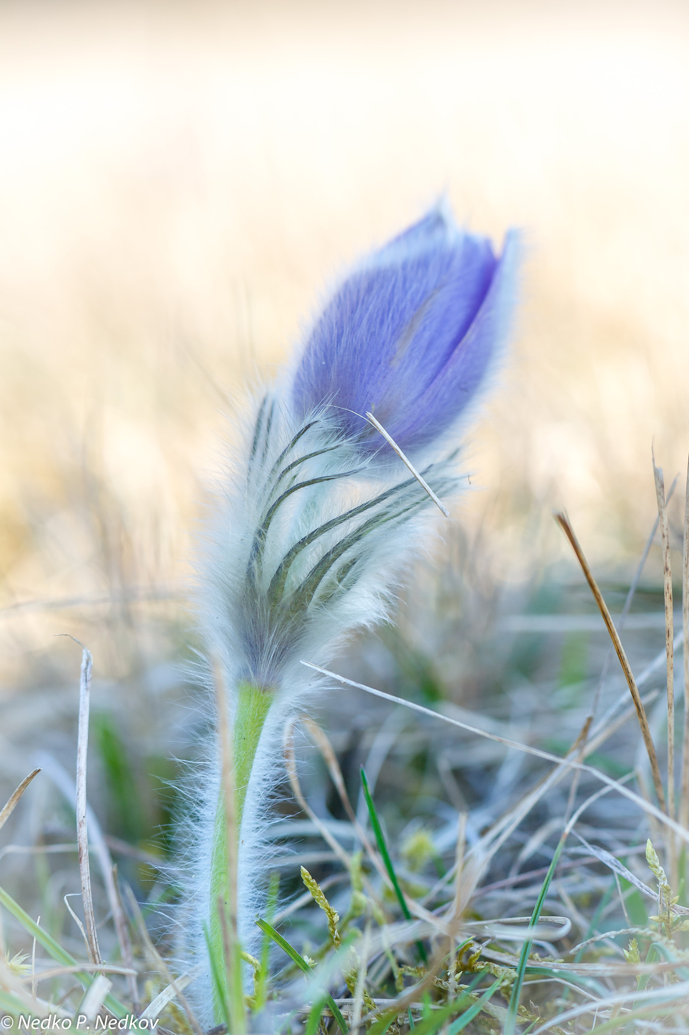 Nikon AF-S Micro-Nikkor 105mm F2.8G IF-ED VR sample photo. Meadow aneone photography