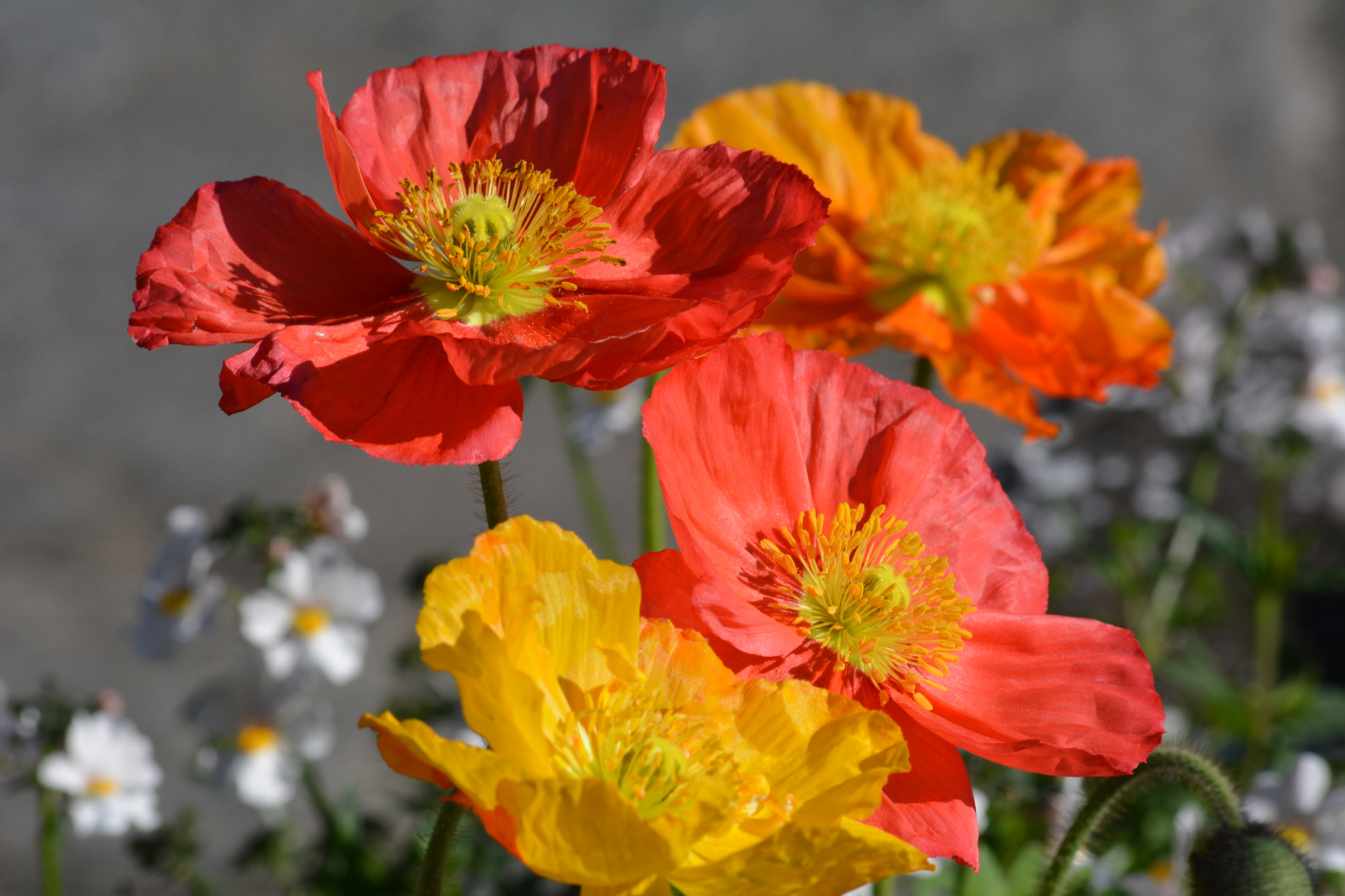 Sigma 70-300mm F4-5.6 APO DG Macro sample photo. Papaveri photography