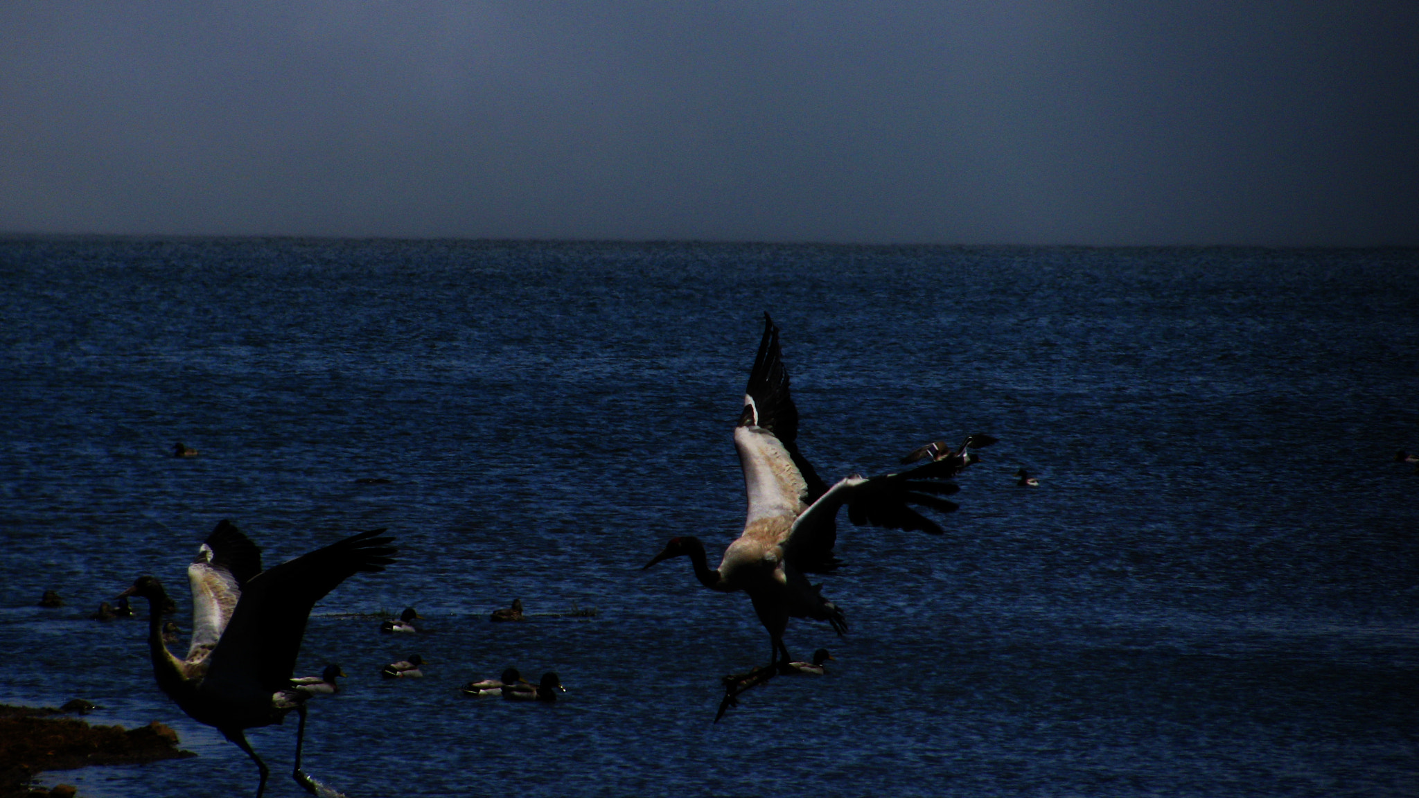 Canon PowerShot SX110 IS sample photo. Black-necked cranes photography