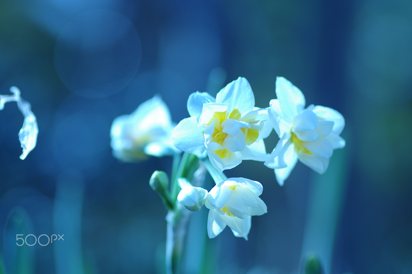 Tamron SP AF 90mm F2.8 Di Macro sample photo. Silent blue photography