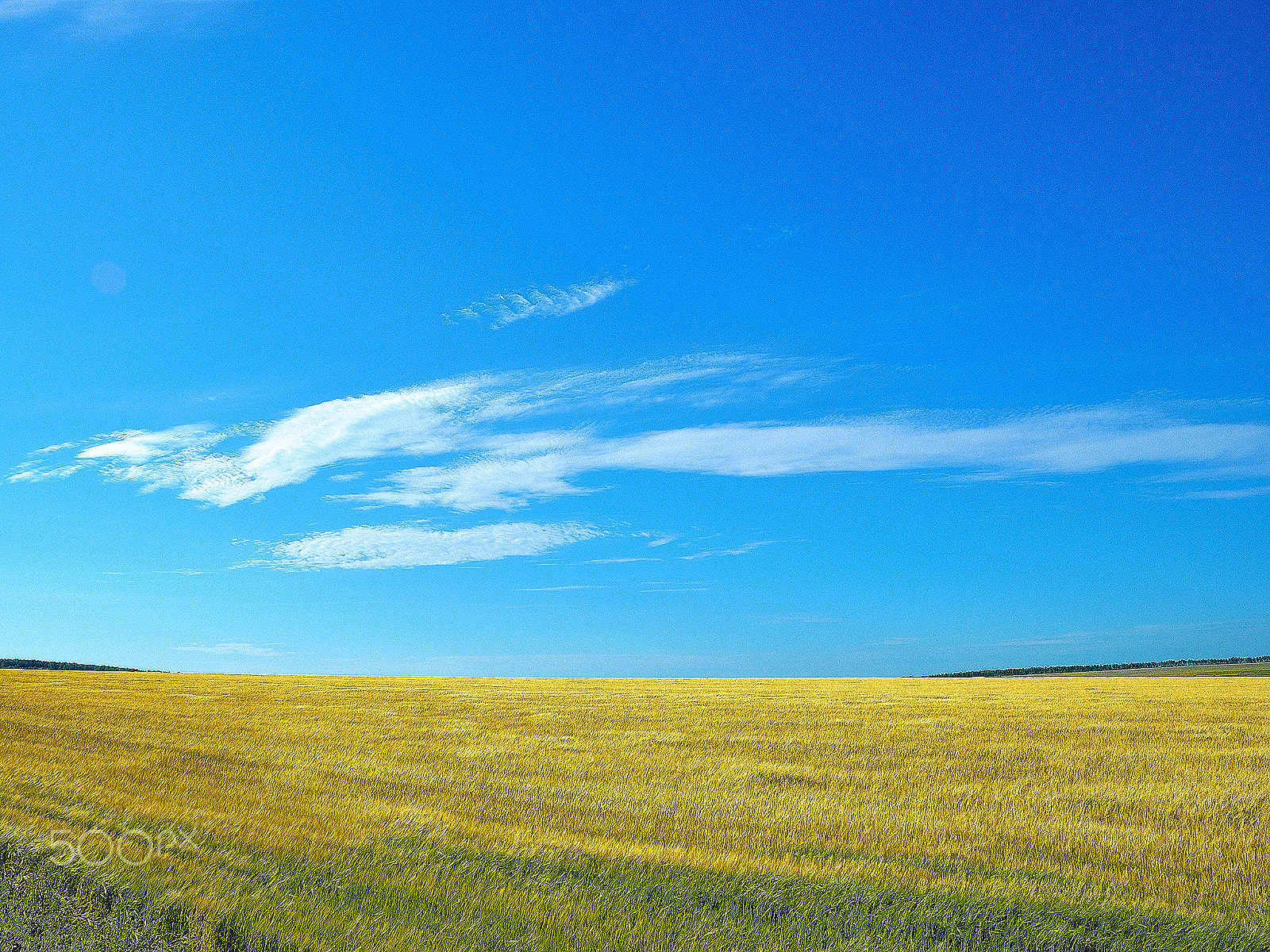 Nikon D3000 sample photo. On a plain: endless fields under blue sky photography