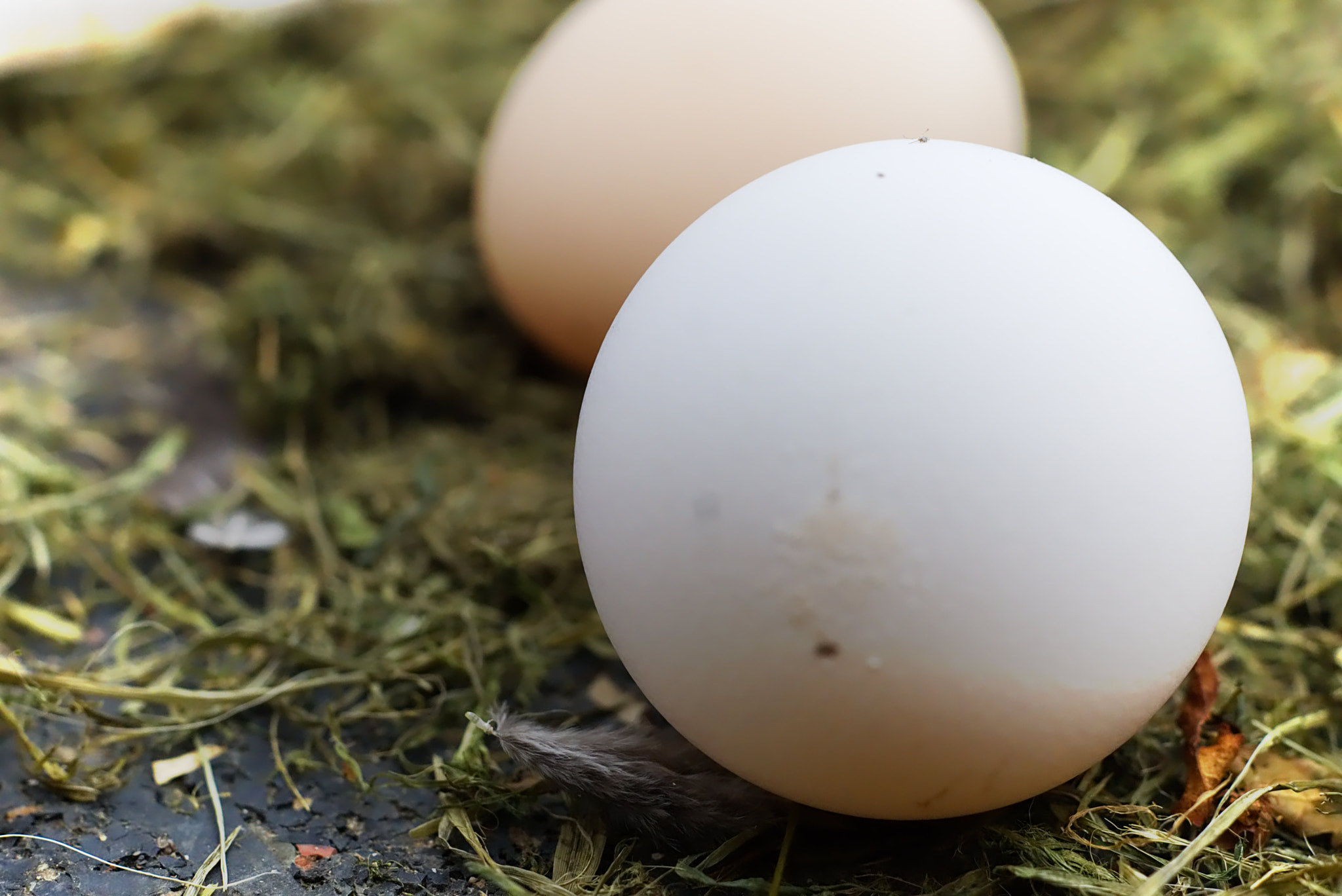 Sony ILCA-77M2 + Sony DT 35mm F1.8 SAM sample photo. Eggs photography