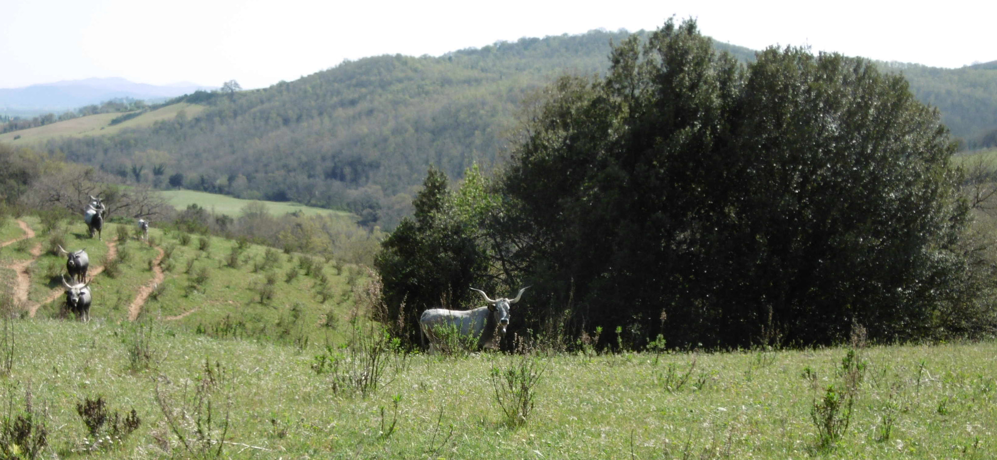 Panasonic DMC-SZ10 sample photo. Maremma con maremmane photography