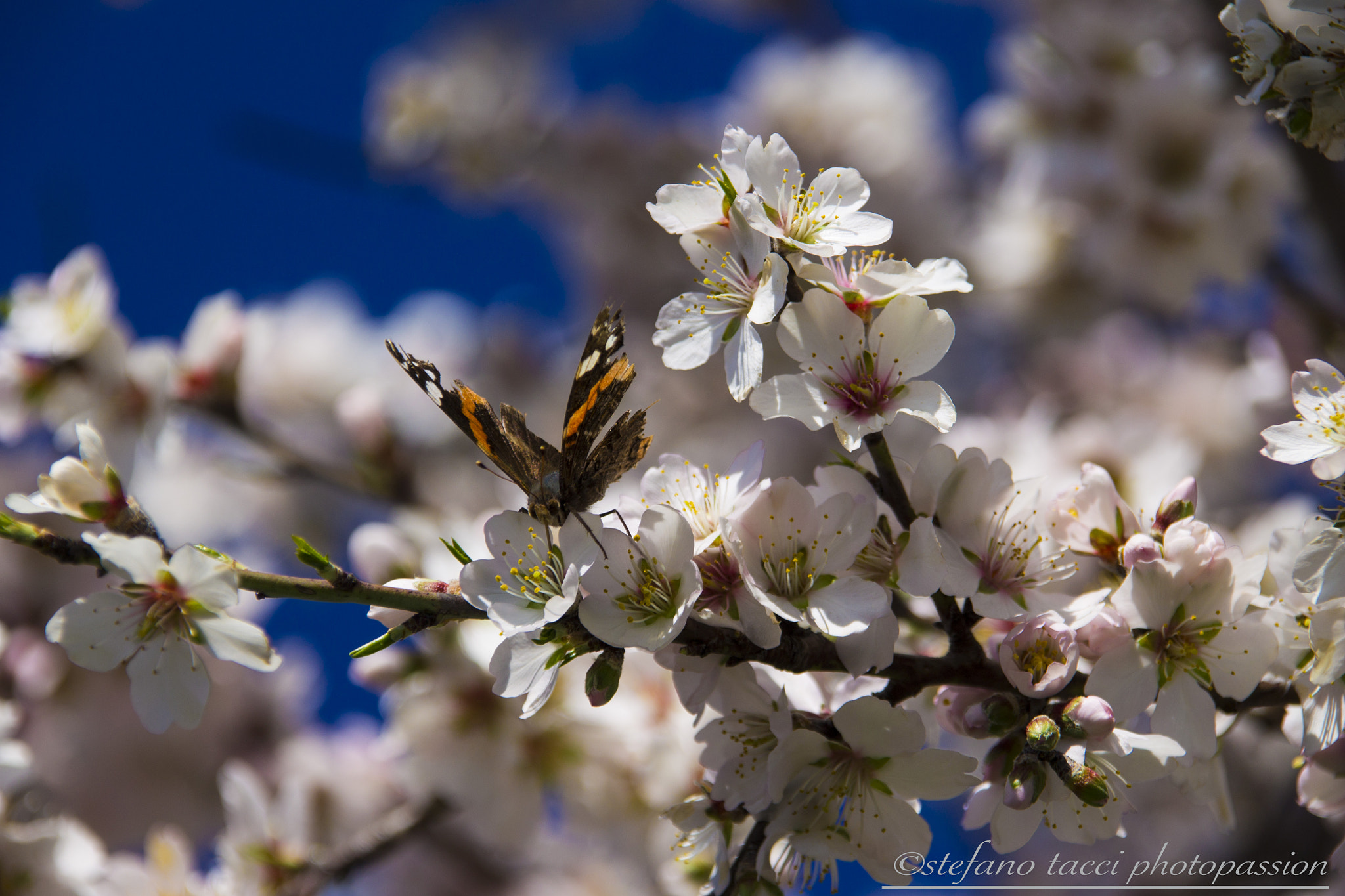 Sigma 18-200mm f/3.5-6.3 DC OS sample photo. Il risveglio photography