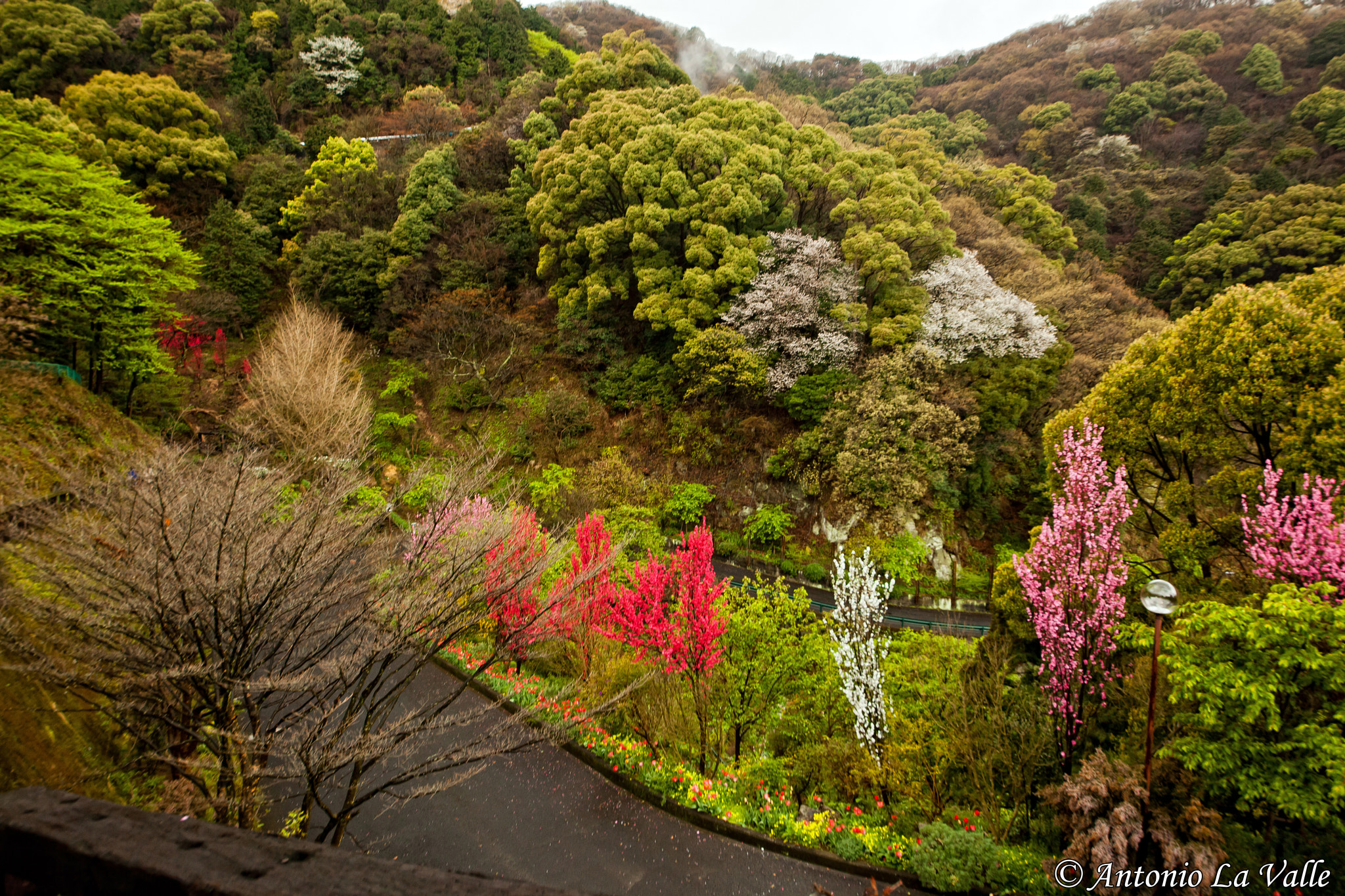 Canon EOS 5D Mark II + Sigma 12-24mm F4.5-5.6 II DG HSM sample photo. Akao herb and rose garden photography