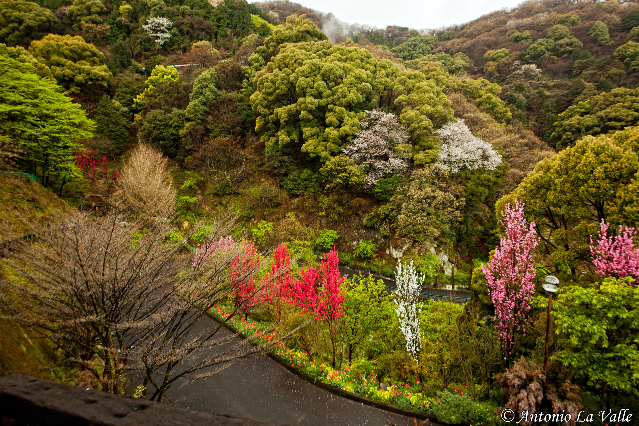 Canon EOS 5D Mark II sample photo. Akao herb and rose garden photography