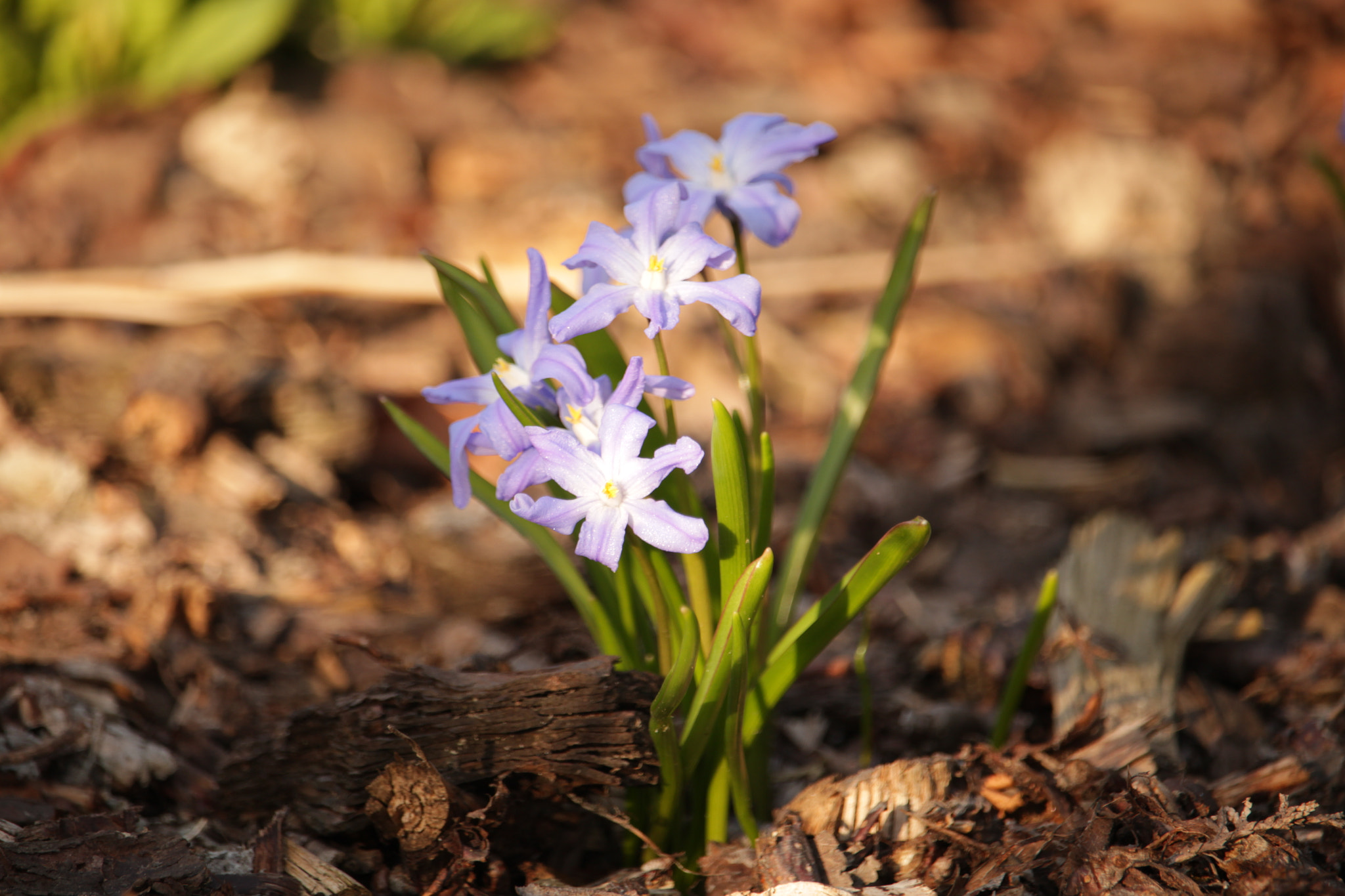 Canon EF-S 55-250mm F4-5.6 IS STM sample photo. Blaustern photography