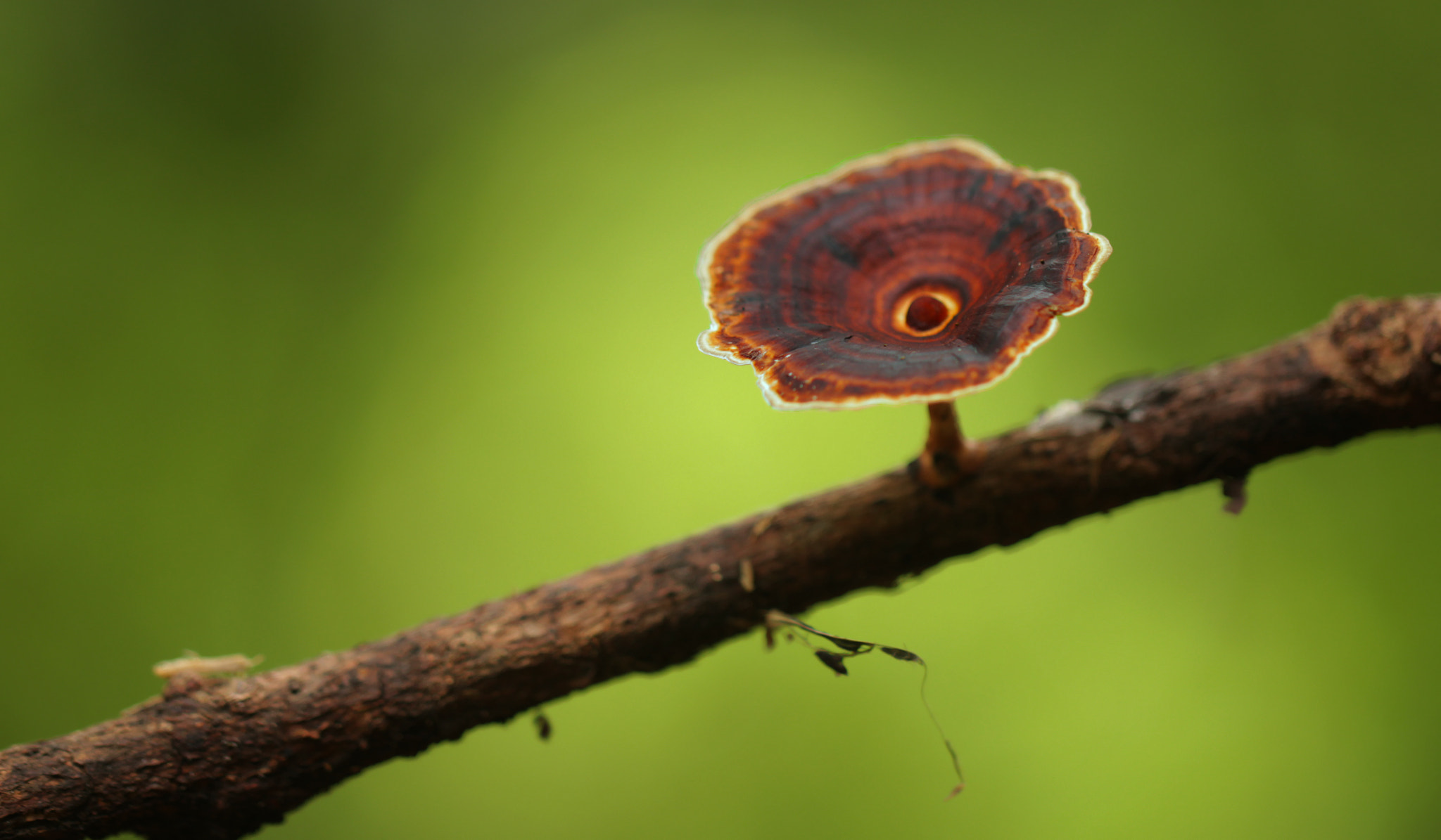 Canon EF 100mm F2.8L Macro IS USM sample photo. Rain forest mushrooms microporus xanthopus photography