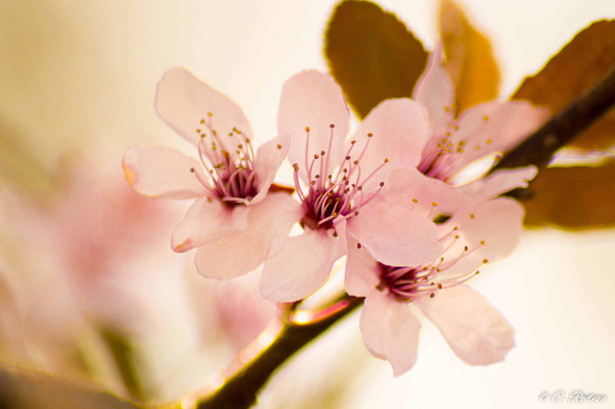 Nikon D3200 sample photo. Spring is here photography