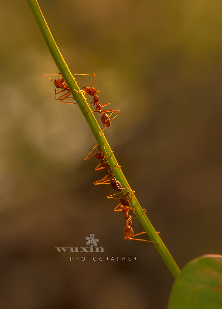 Nikon AF-S Micro-Nikkor 105mm F2.8G IF-ED VR sample photo. 蚂蚁 photography
