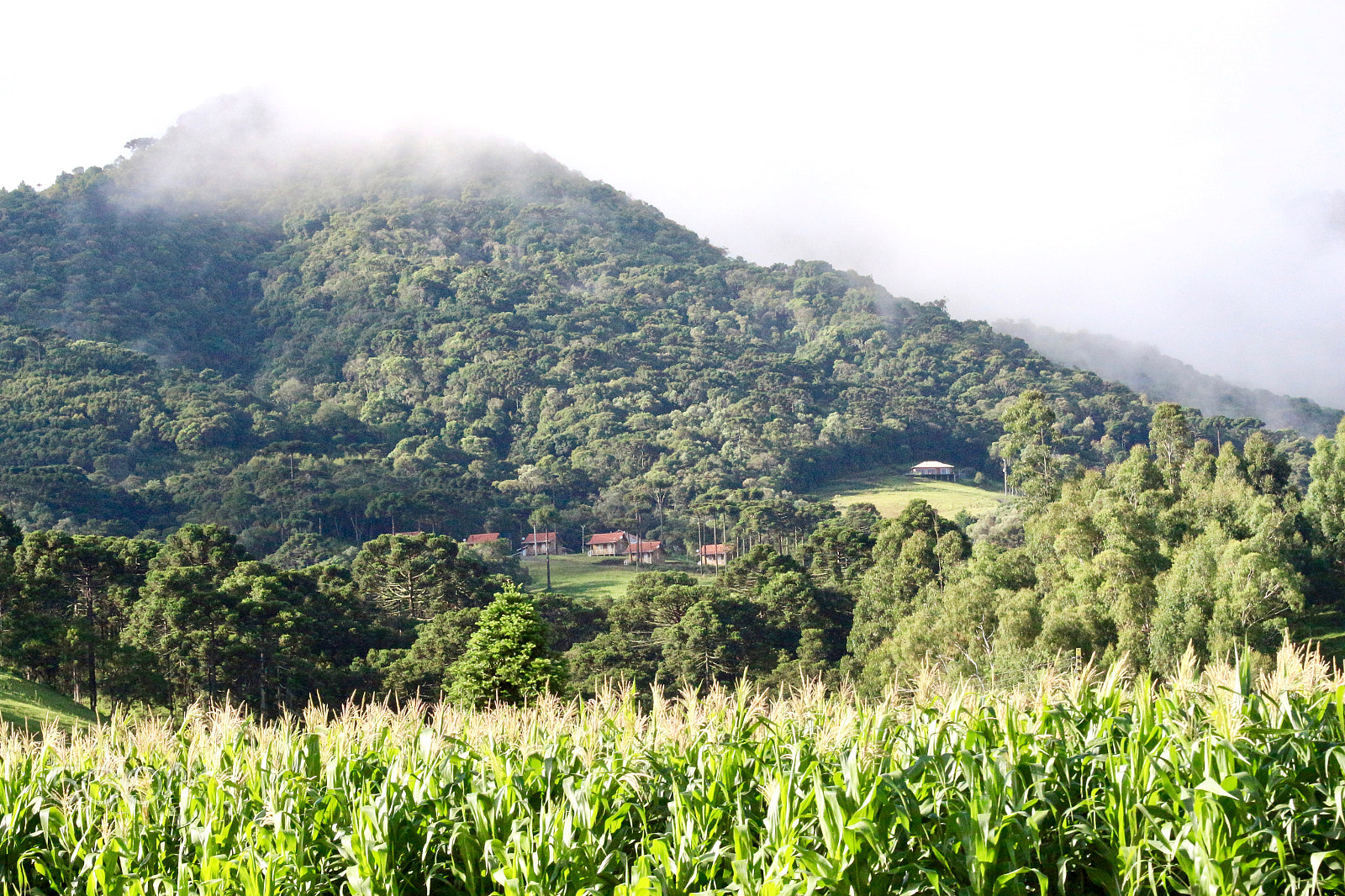 Canon EF 70-300mm F4-5.6 IS USM sample photo. Green living... photography