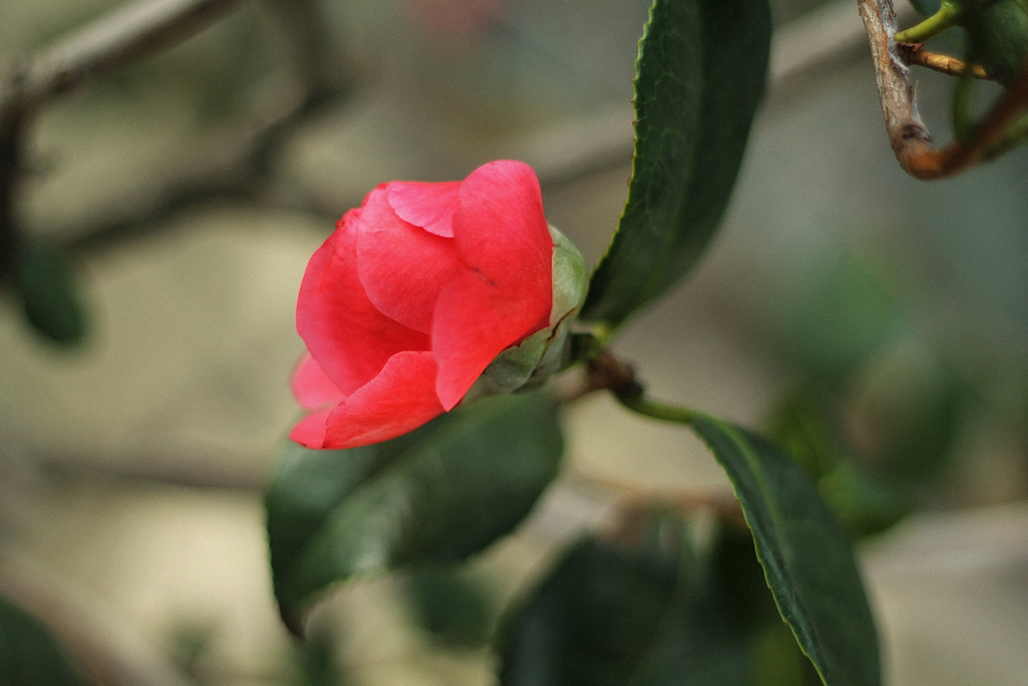 Canon EOS 1100D (EOS Rebel T3 / EOS Kiss X50) sample photo