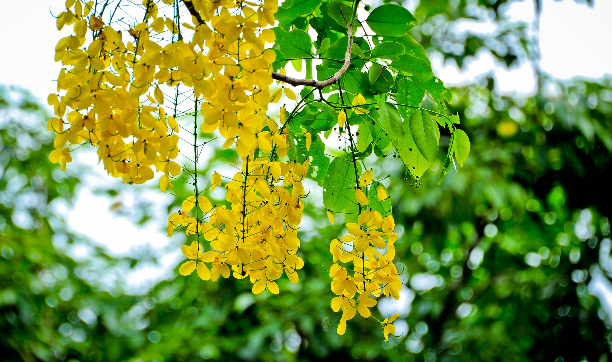 Nikon D700 sample photo. 黃色風鈴 photography