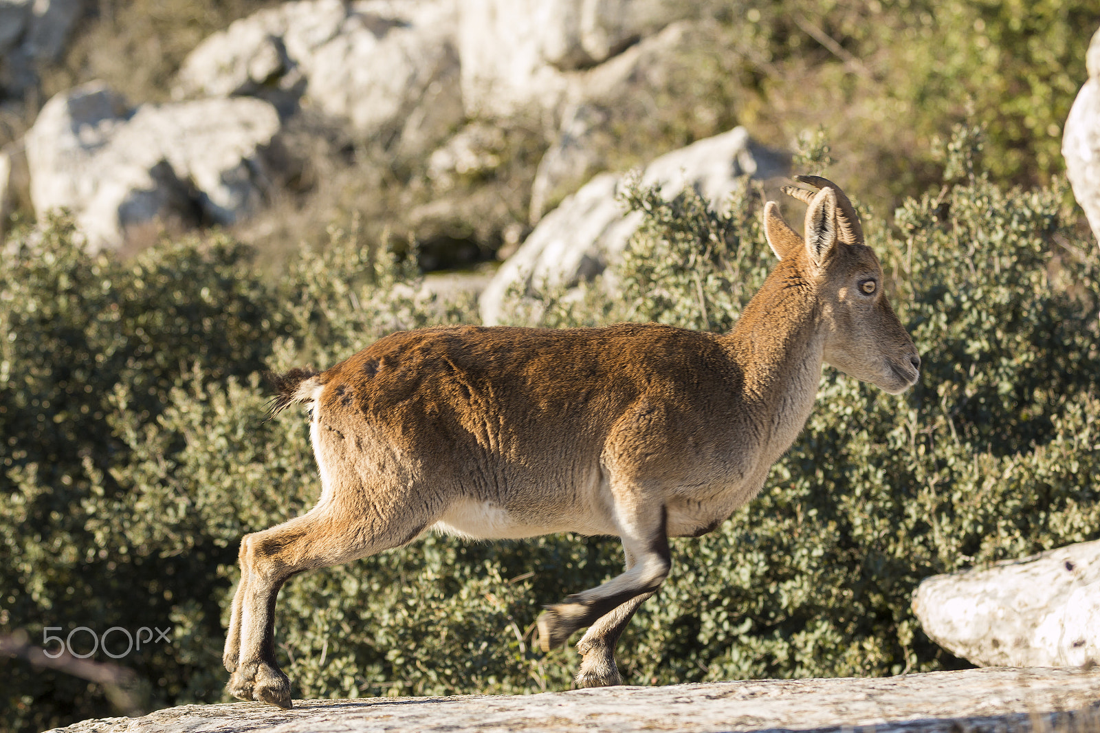 Canon EOS 70D + Canon EF 70-200mm F2.8L IS II USM sample photo. Ibex goat in rocky mountain photography