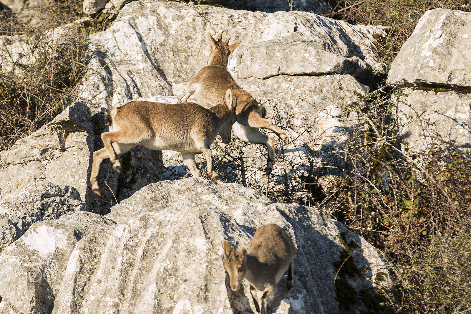 Canon EOS 70D sample photo. Few ibex goat jumping over rocks and running away photography