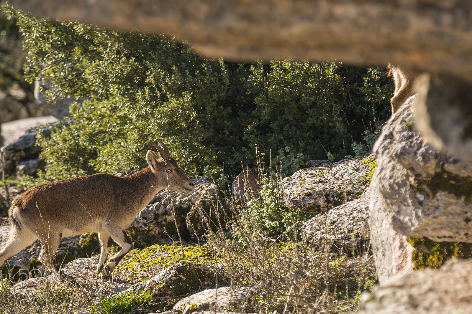 Canon EOS 70D + Canon EF 70-200mm F2.8L IS II USM sample photo. Ibex goat in rocky mountain photography