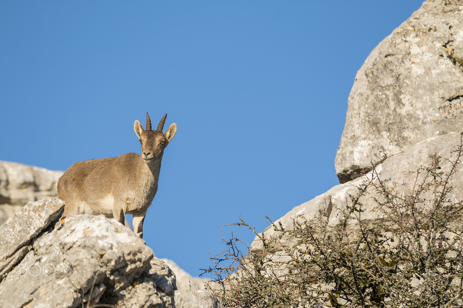 Canon EF 70-200mm F2.8L IS II USM sample photo. Ibex goat in rocky mountain photography