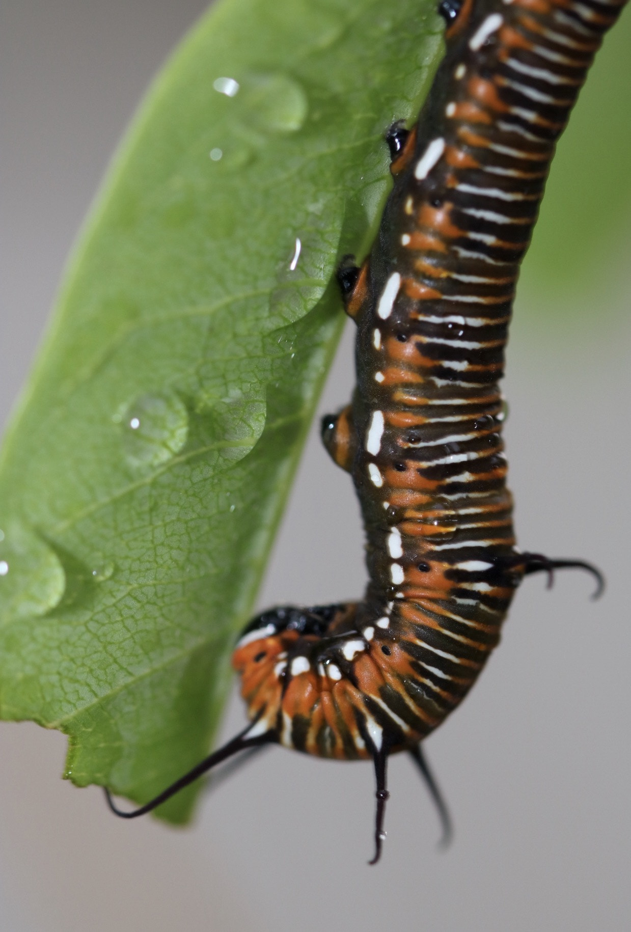 Canon EF 100mm F2.8L Macro IS USM sample photo. Catatrimmer photography