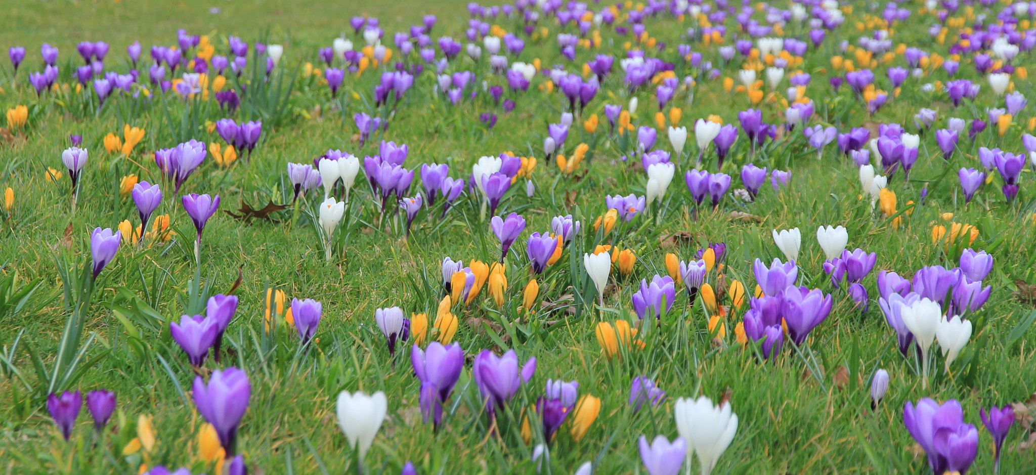 Canon EOS 60D sample photo. And there was joy in the field... photography