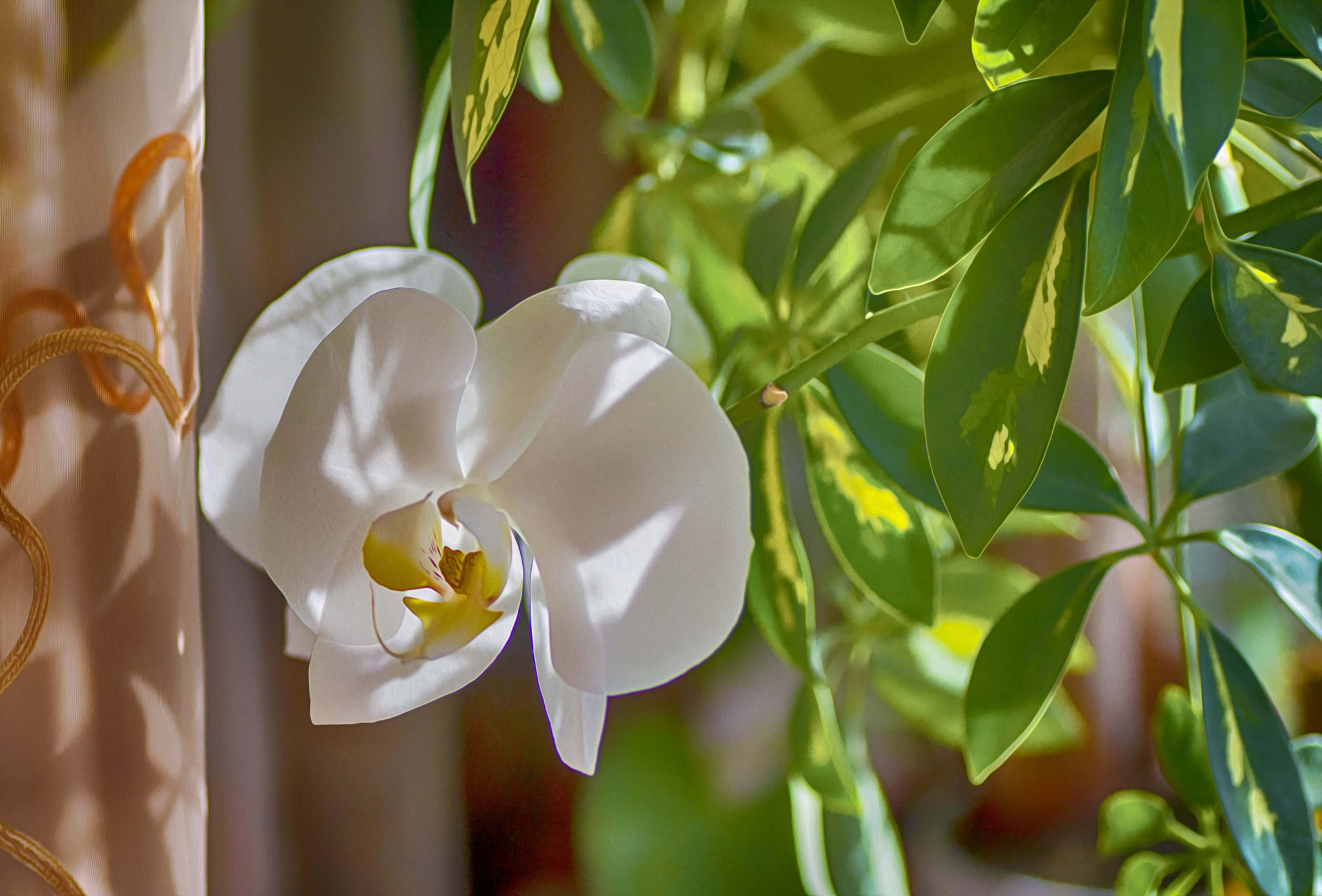 Nikon D3200 sample photo. Весна на подоконнике photography