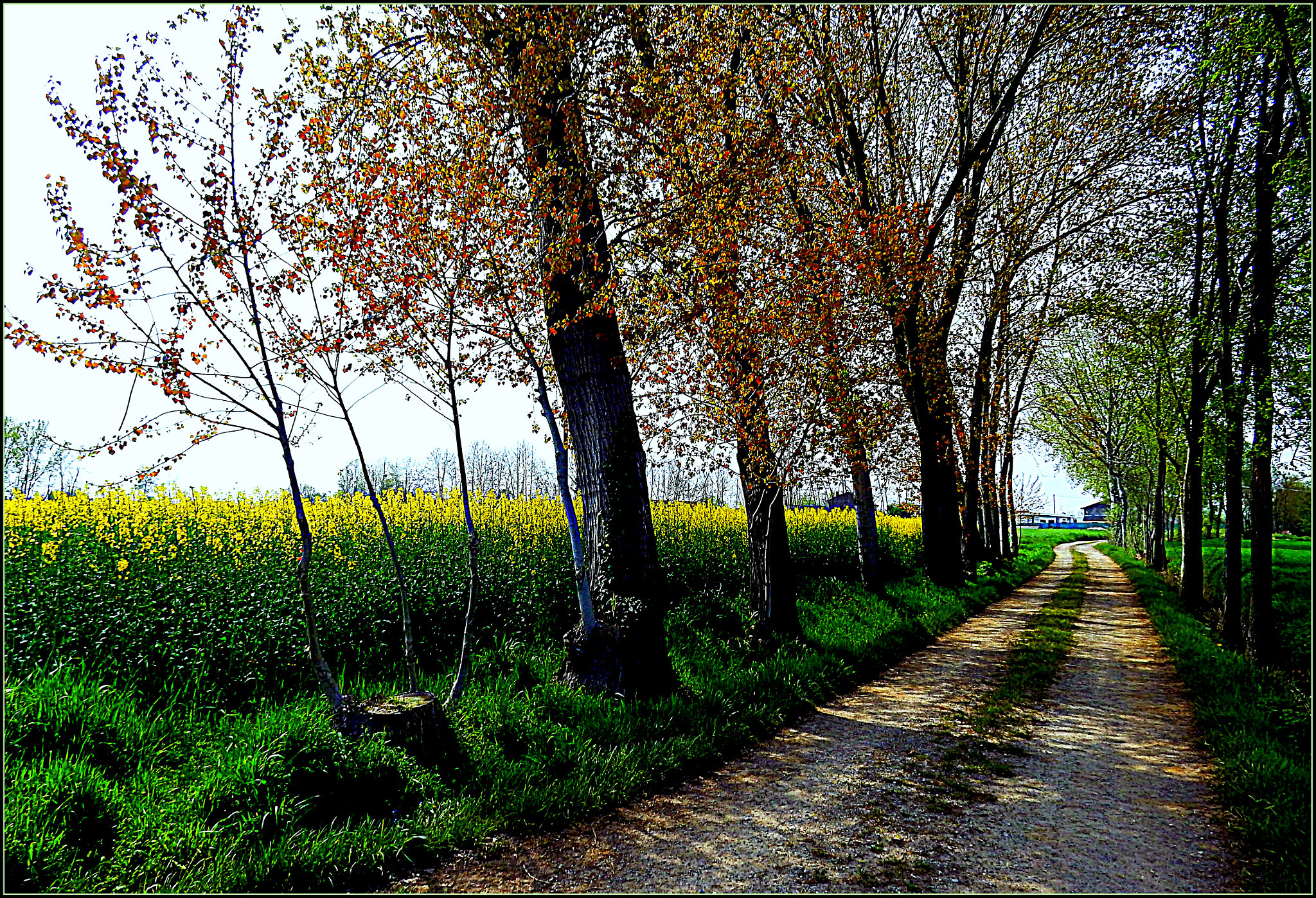 Nikon Coolpix S9700 sample photo. Fiori e colori della bella primavera, in campagna. photography