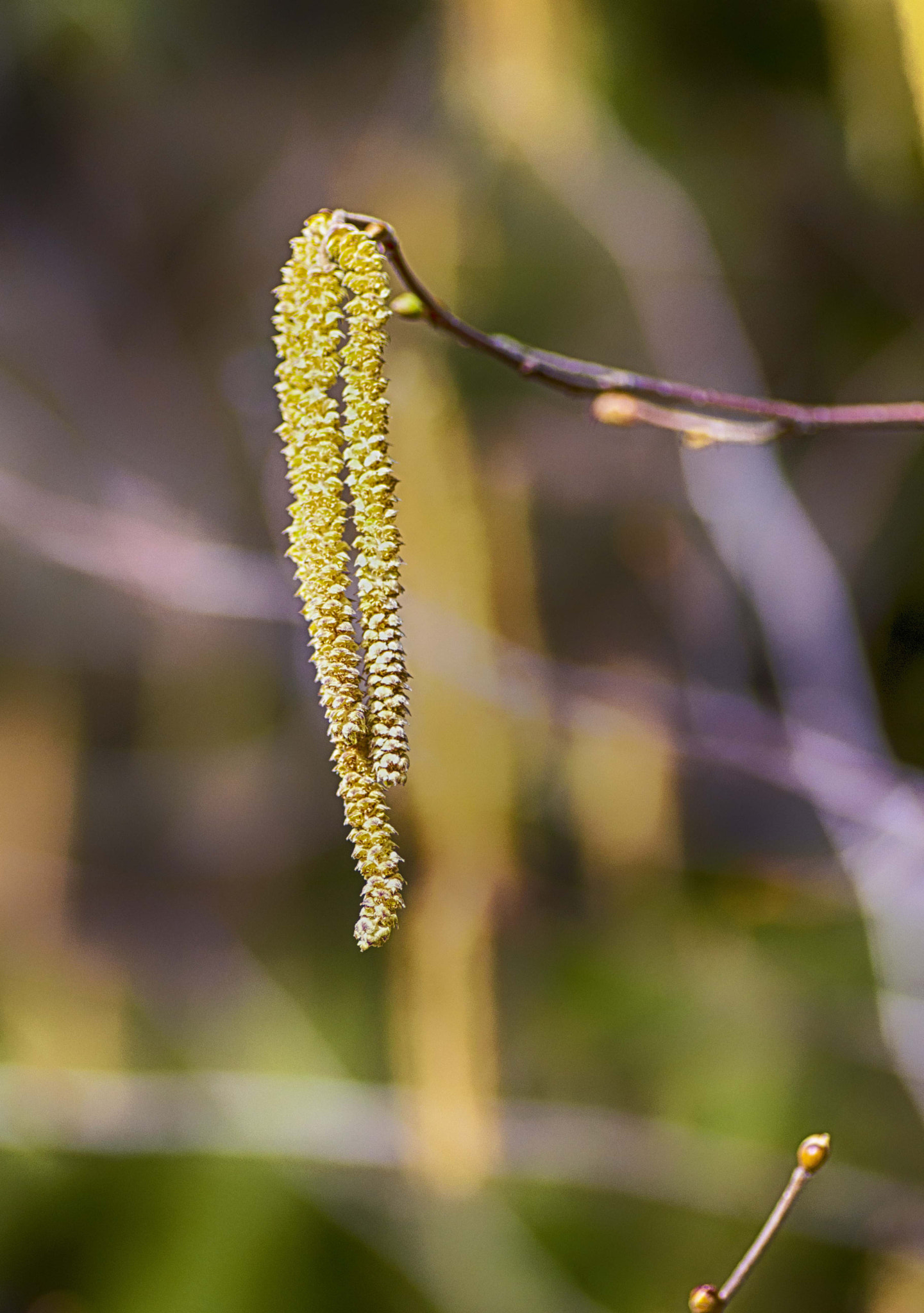 Nikon D3200 sample photo. Весенние сережки photography