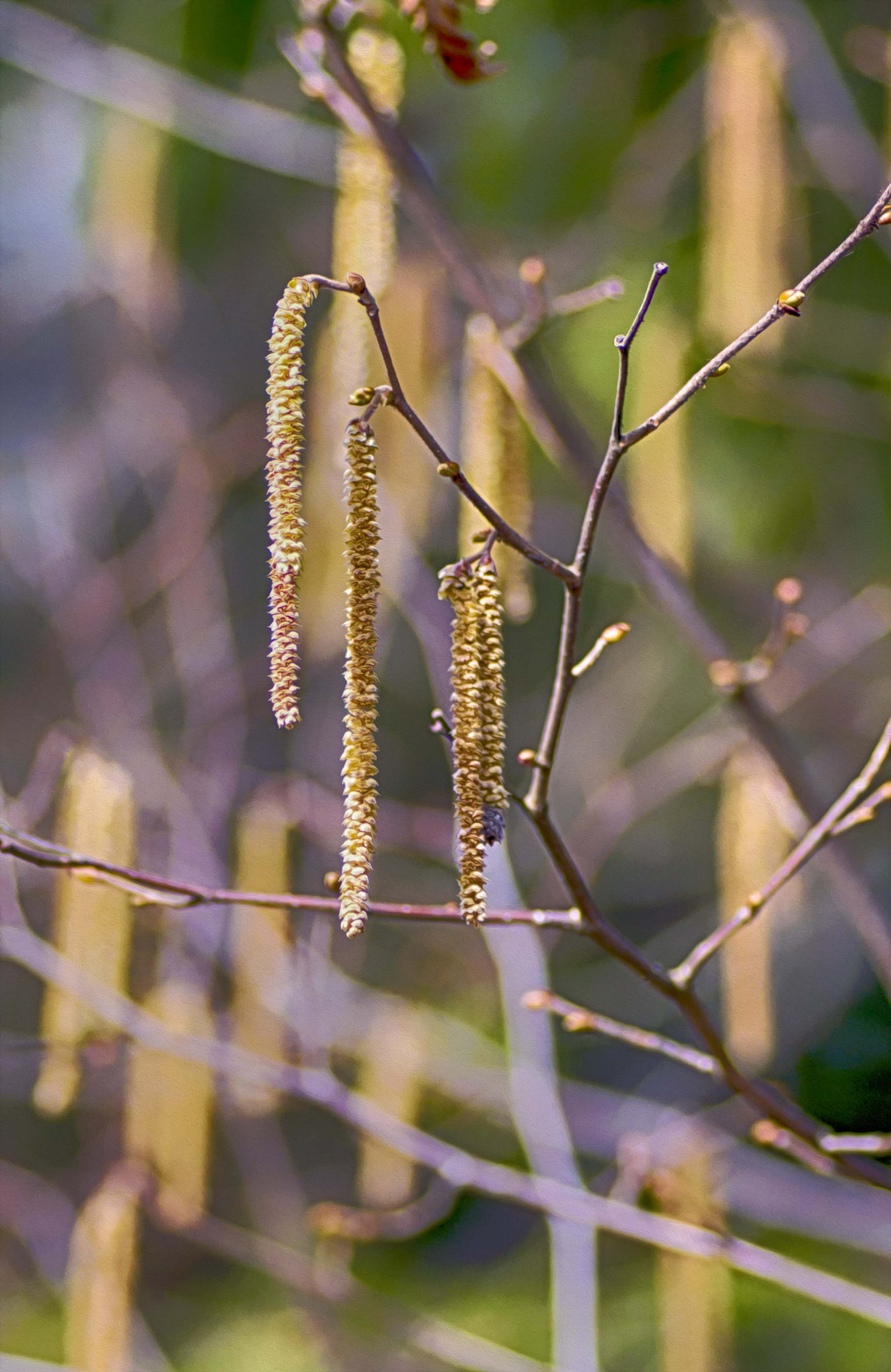 Nikon D3200 sample photo. Весенние сережки photography